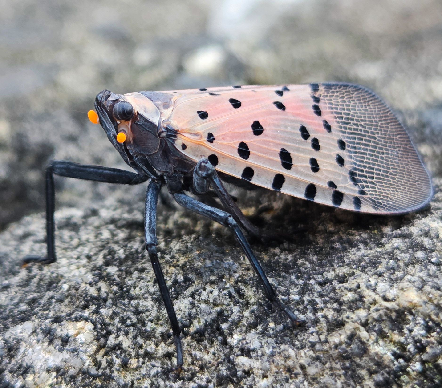 Invasive spotted lanternfly in the United States | Pennsylvania