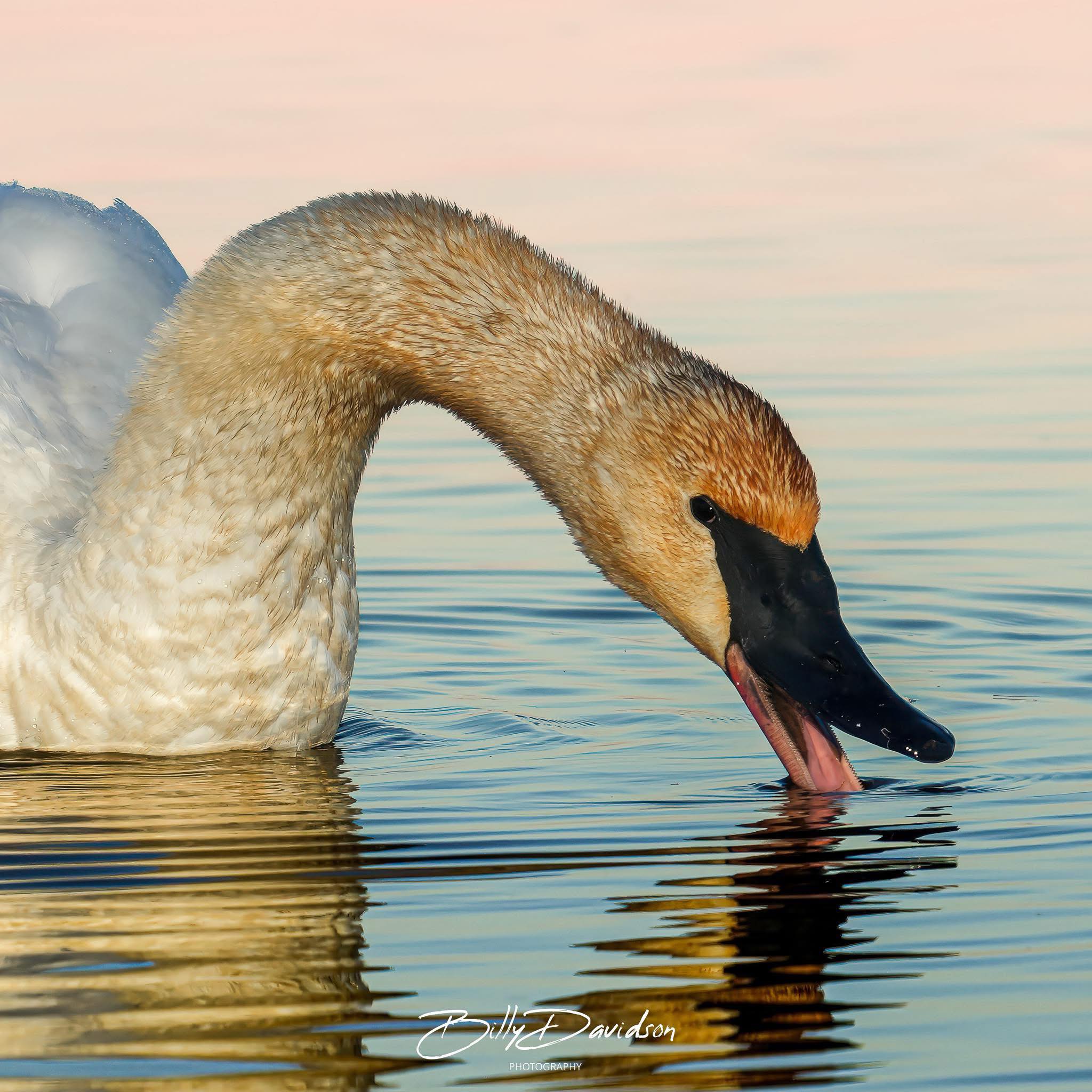Finally captured a photo of Seven Swans a Swimming in the backyard