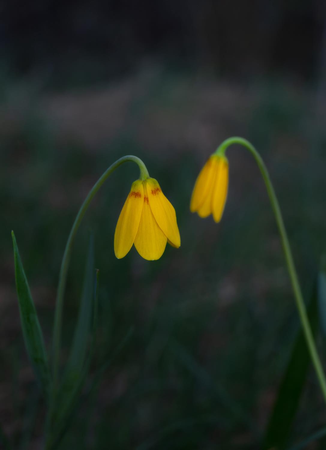 First Montana wildflower sighting of the year: yellow bells