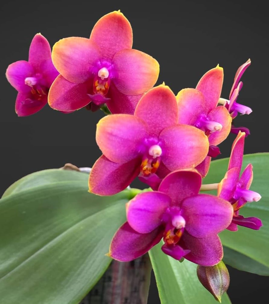 Phal Zheng Min Peach 'Huey Ru' orchid review