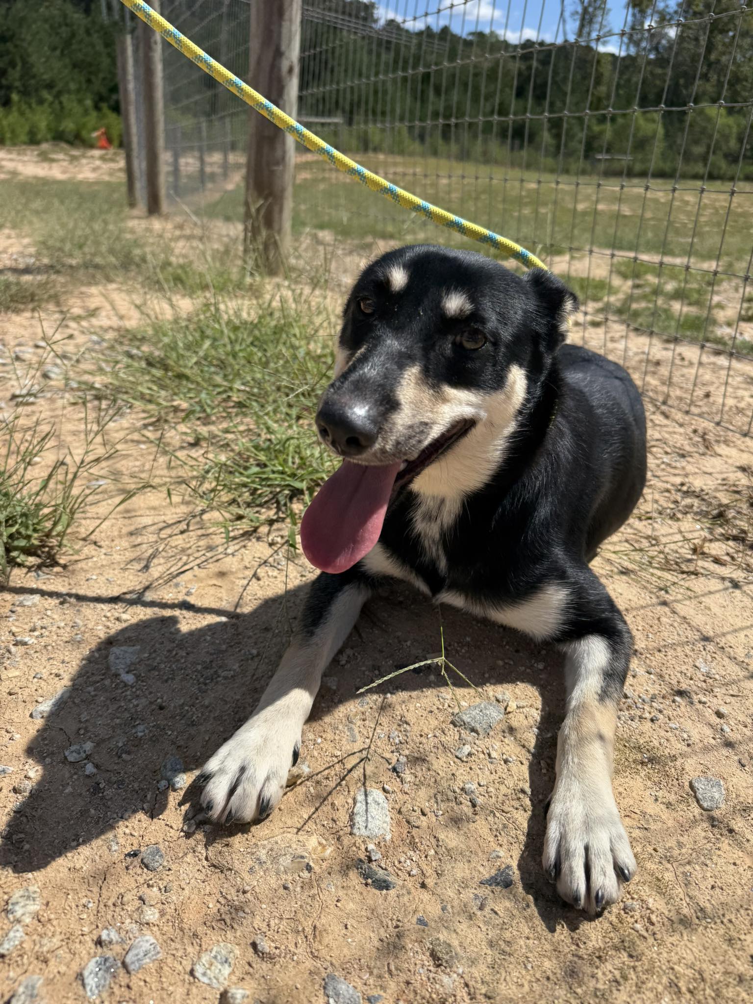 Adopt a dog today to help another dog stay off the e-list