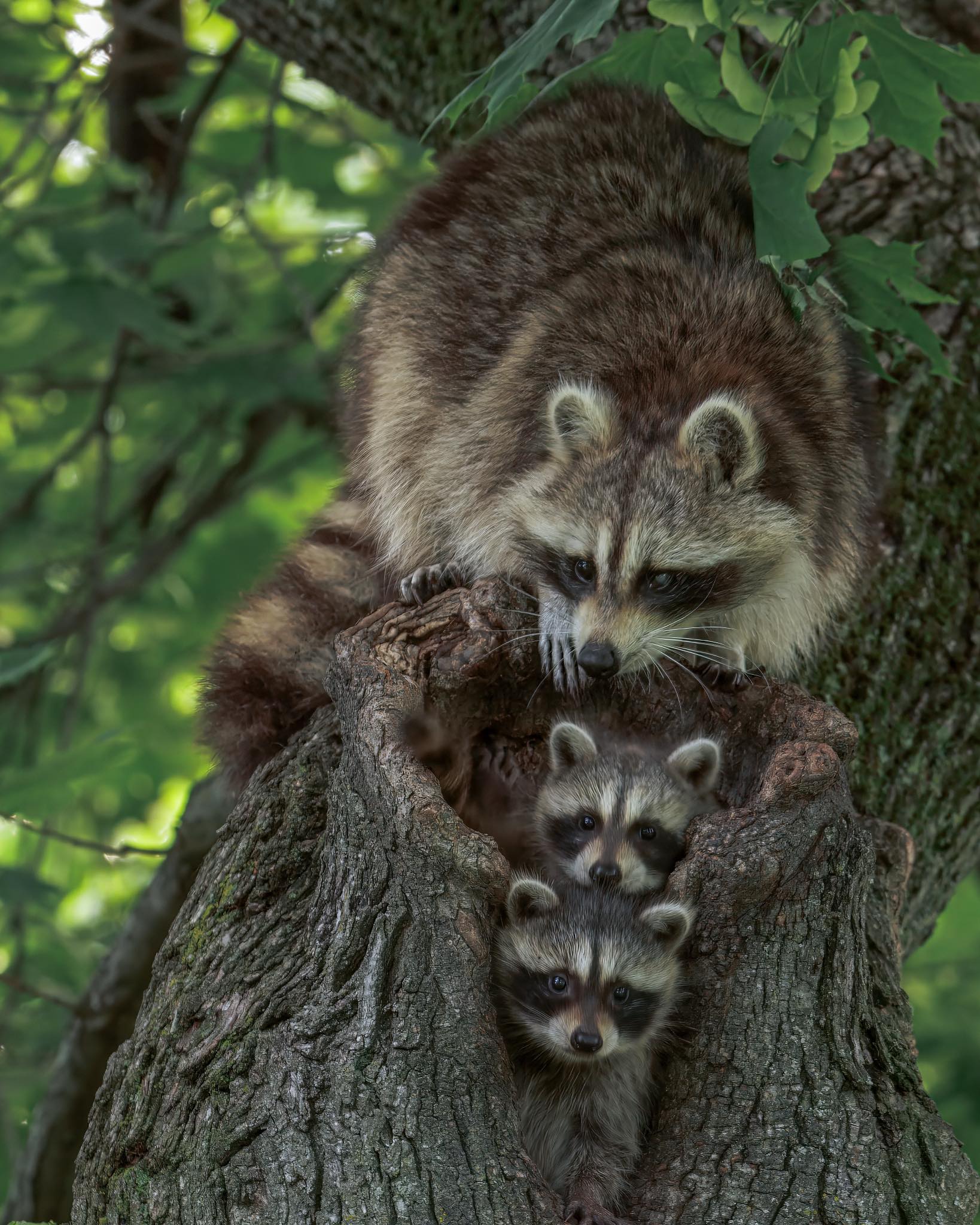 We Are Raccoon Lover Guys | Raccoons Living Their Best Life ~ Gizmo ...