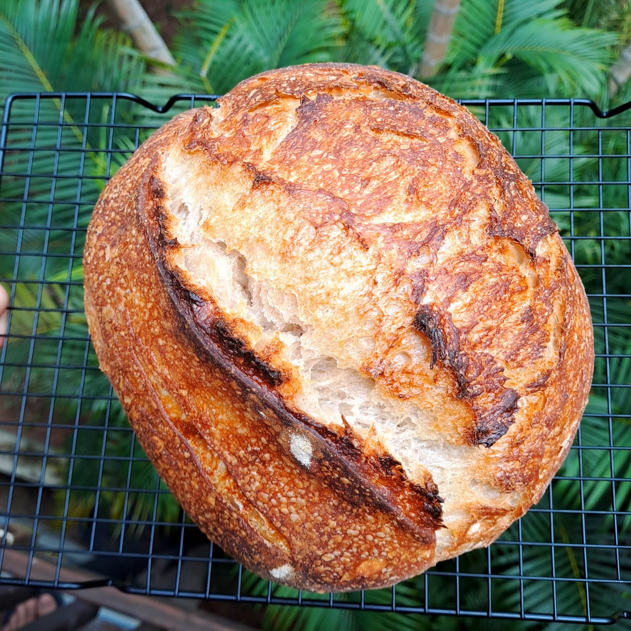 Beautiful sourdough loaf made with champagne valley flour