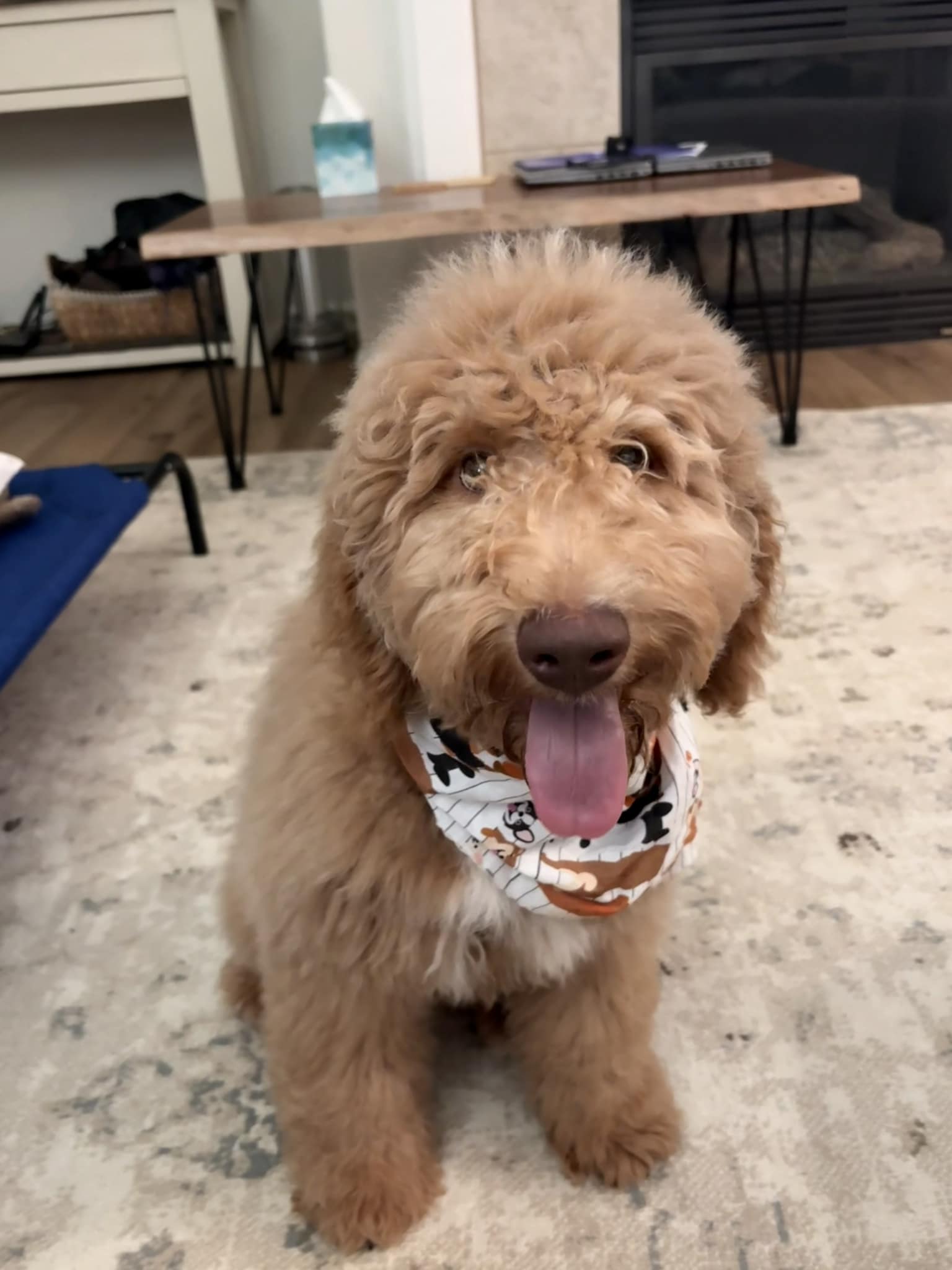 How to Toilet Train a Toy Poodle: Expert Tips & Tricks