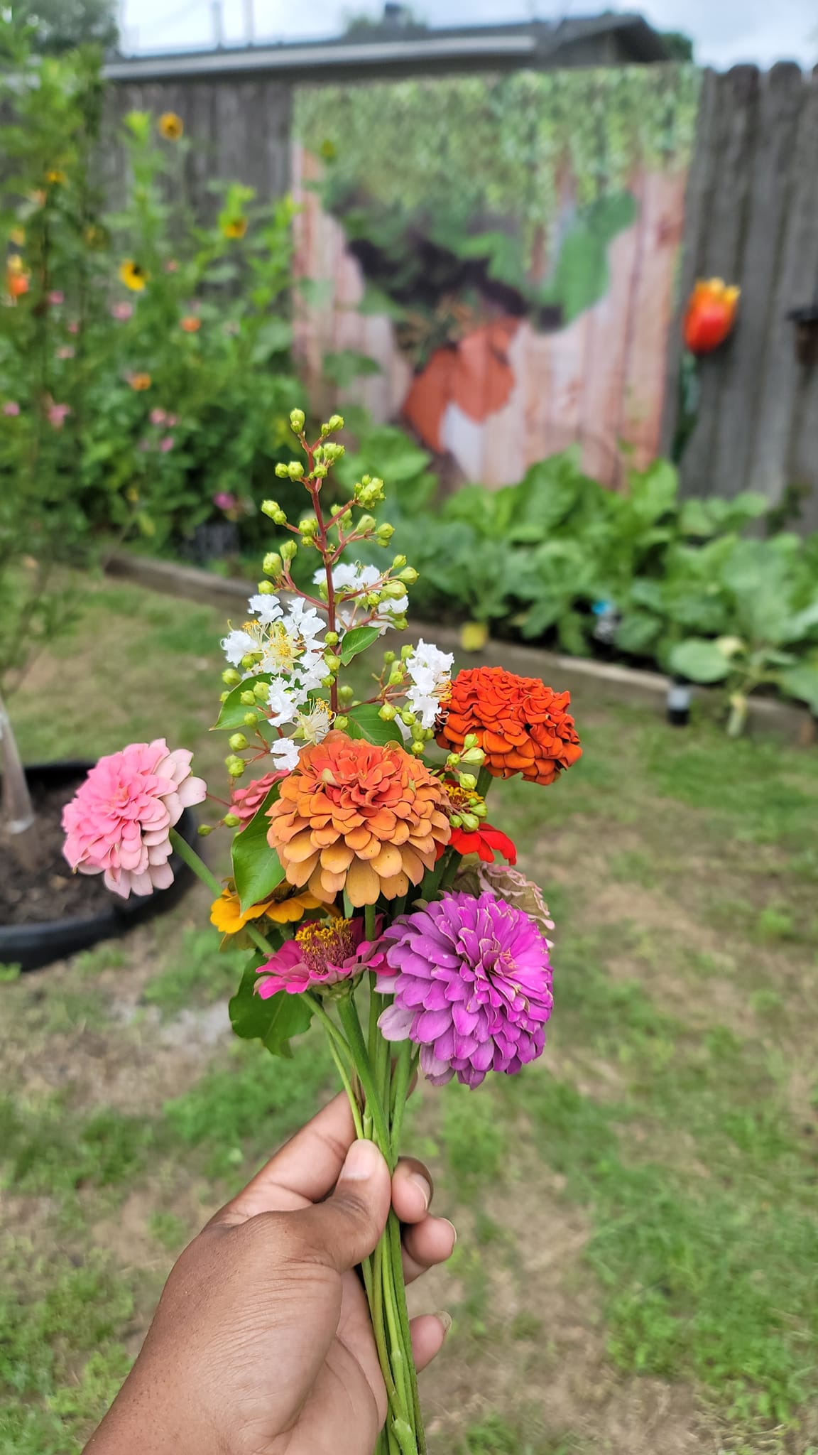 Gardening with confederate star jasmine and zinnias in zone 9