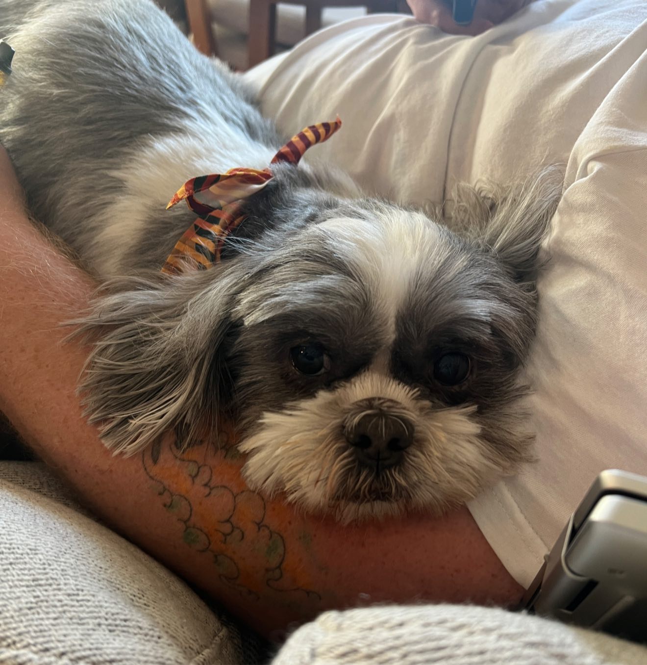 Can Dogs Have Fits: Warning Signs Every Owner Must Know