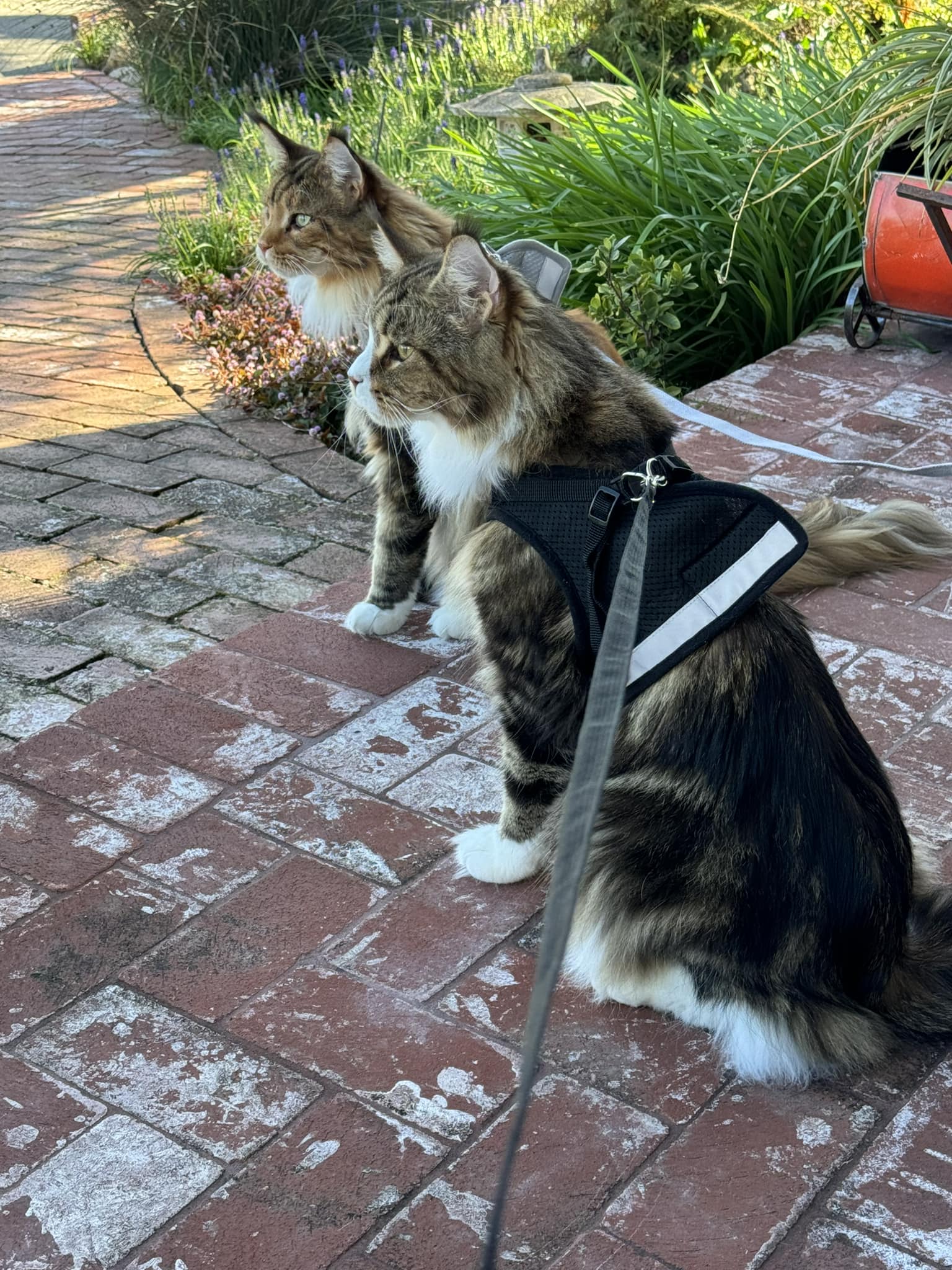 Can a Cat Be Trained to Walk on a Leash: Expert Tips