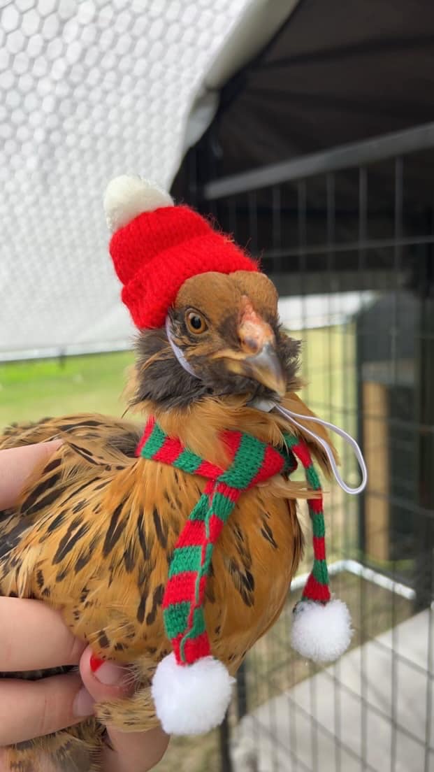 INFLATABLE CHRISTMAS CHICKENS 🤣 These are awesome
