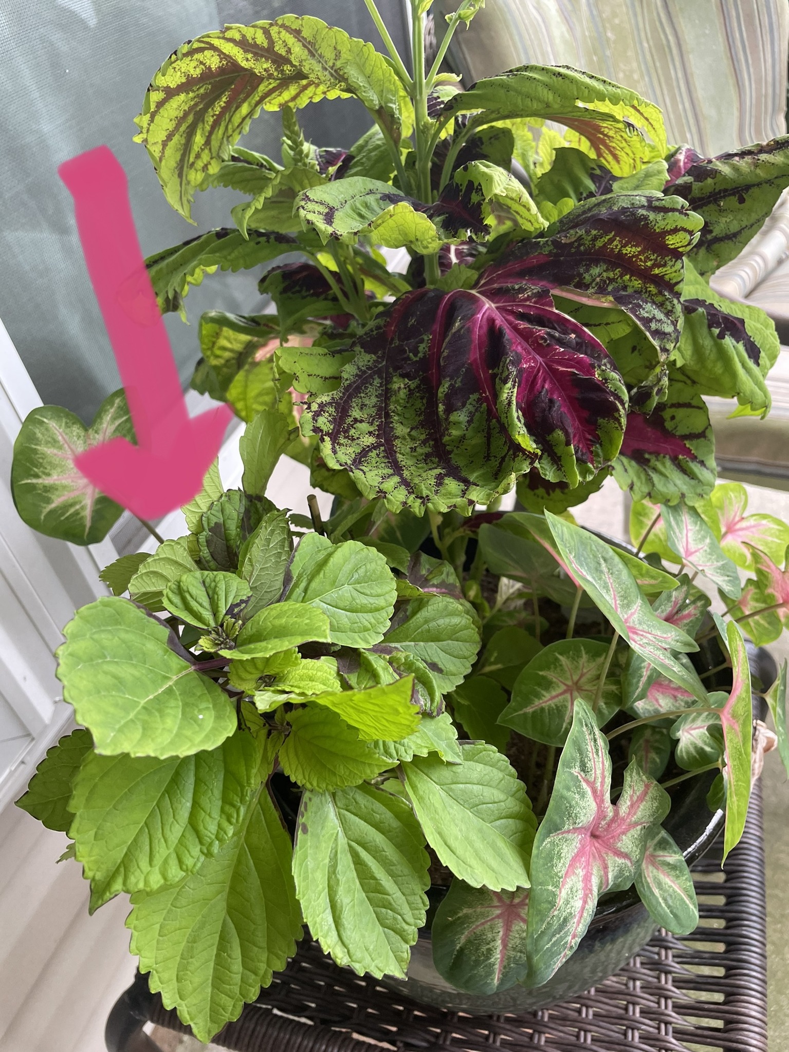 coleus fish net stoc Fishnet Stockings Solenostemon scutellarioides 'Fishnet Stockings' Coleus