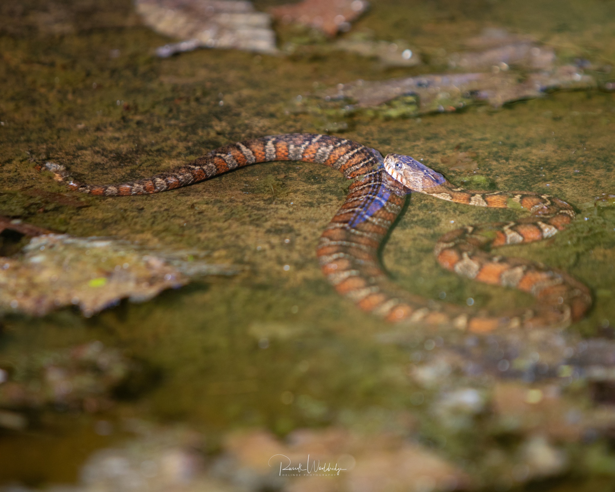 A water snake with 🐠📸 1/2500 f/6.3 iso800 Nikon z9