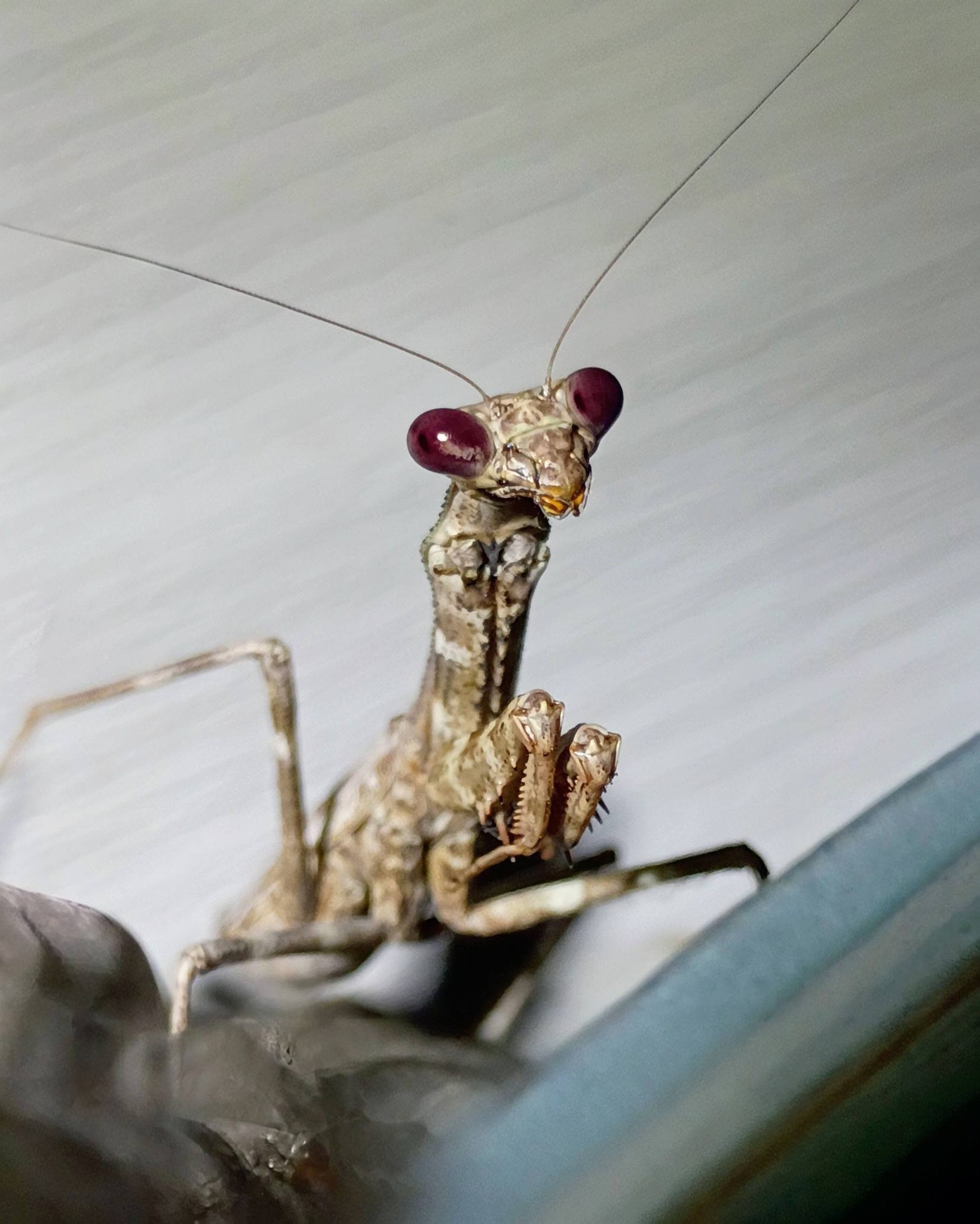 Unusual colored praying mantis spotted in Central Texas