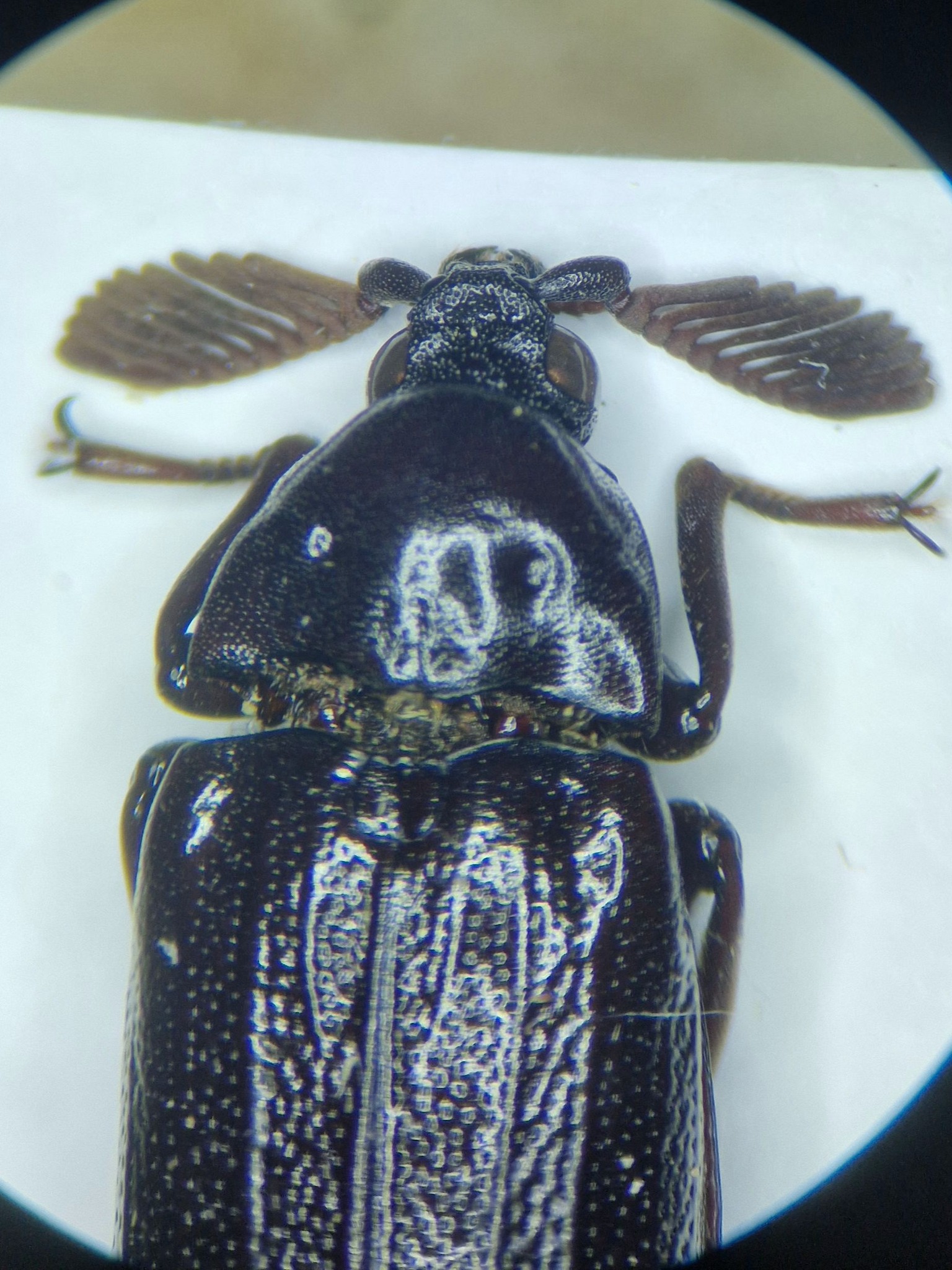 昆虫用品 Cameroon Dynoryctes truncaticollis 38mm