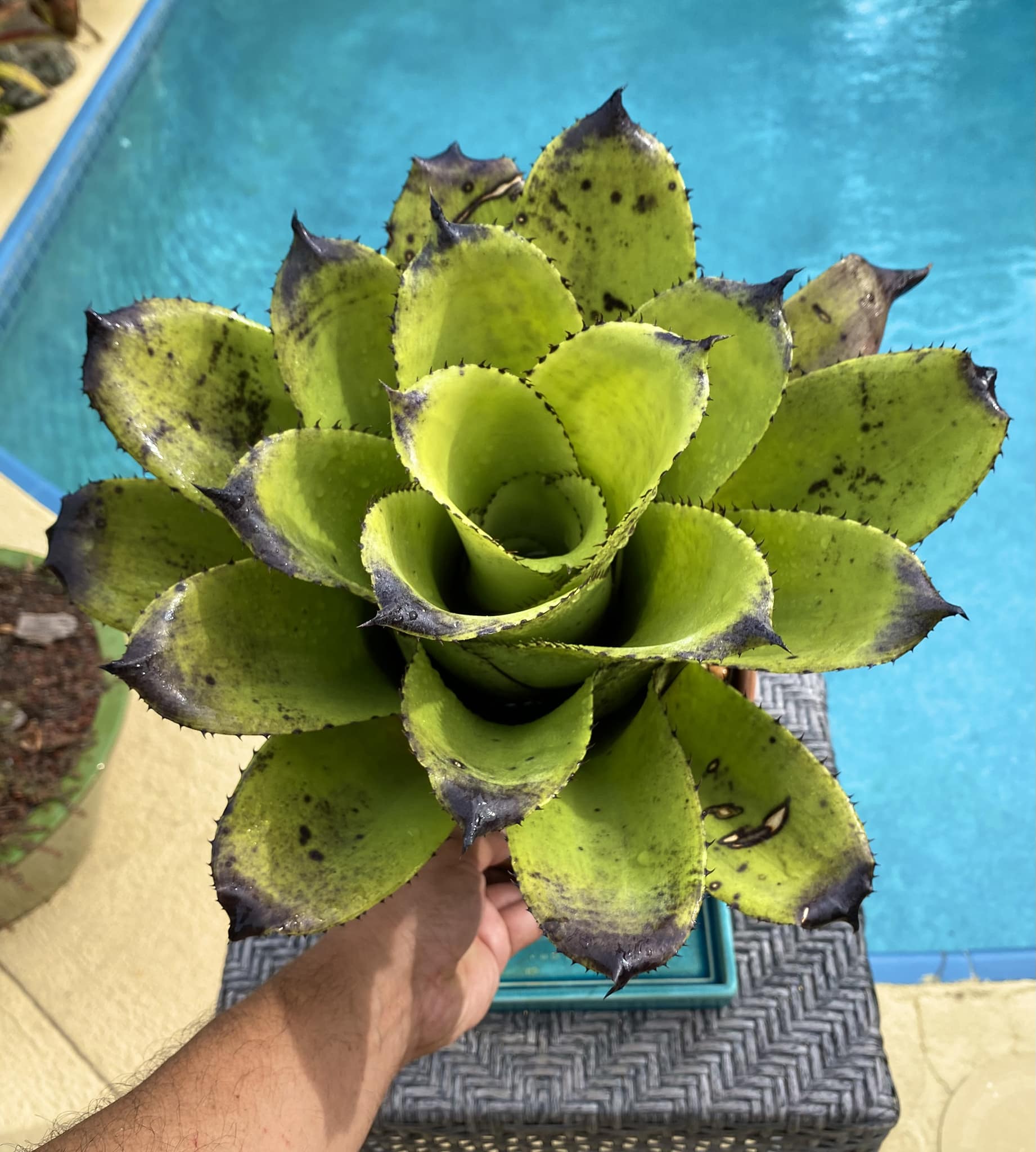 Hohenbergia leopoldo-horstii hybrids