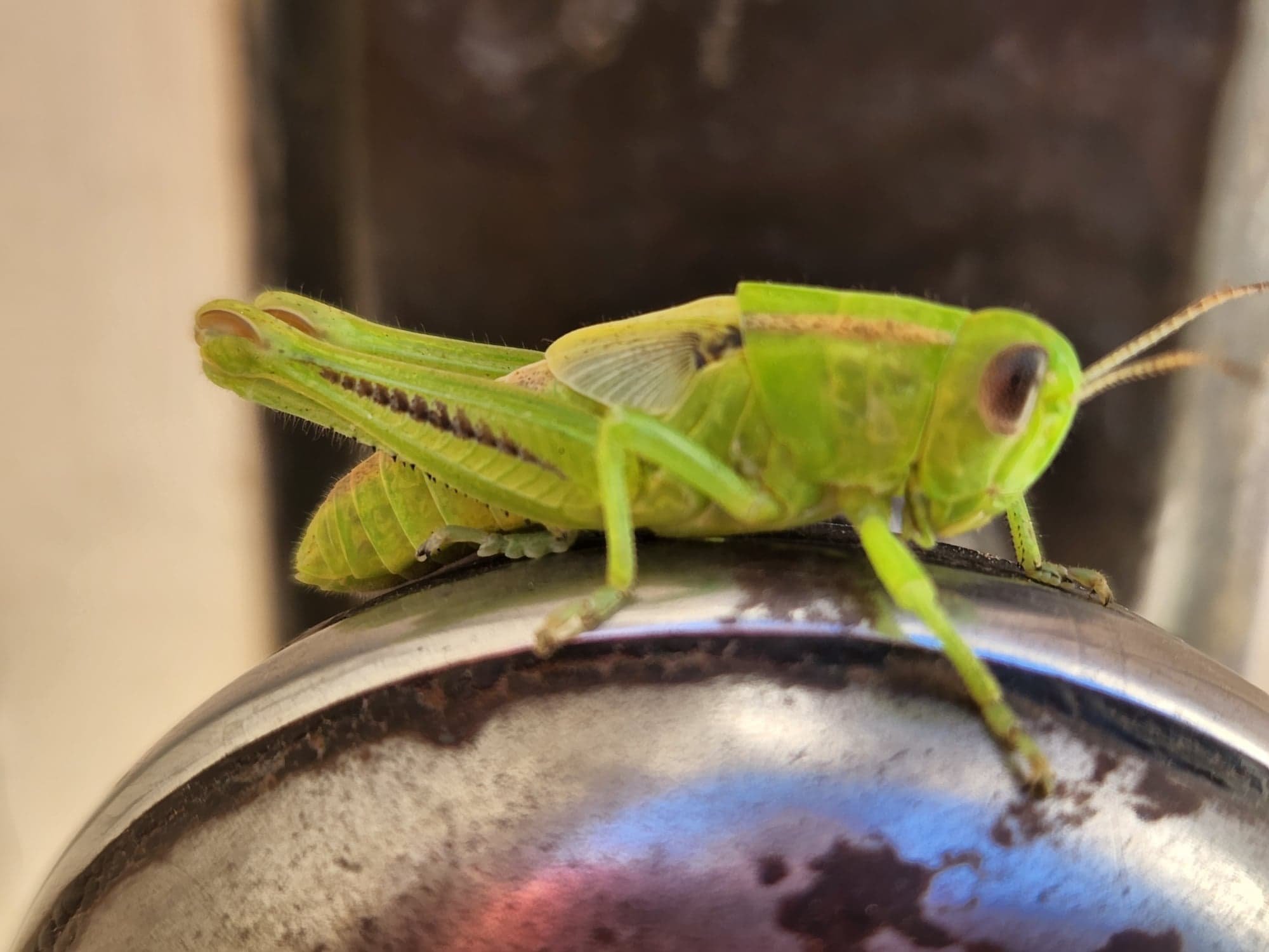 Found this large grasshopper in the corral, would love an ID