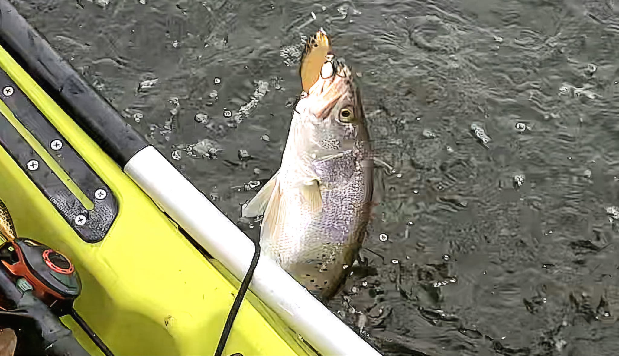 1950s speckle trout and red fish lures MirrOlure Works great in stained or clear water The Forgotten Lure