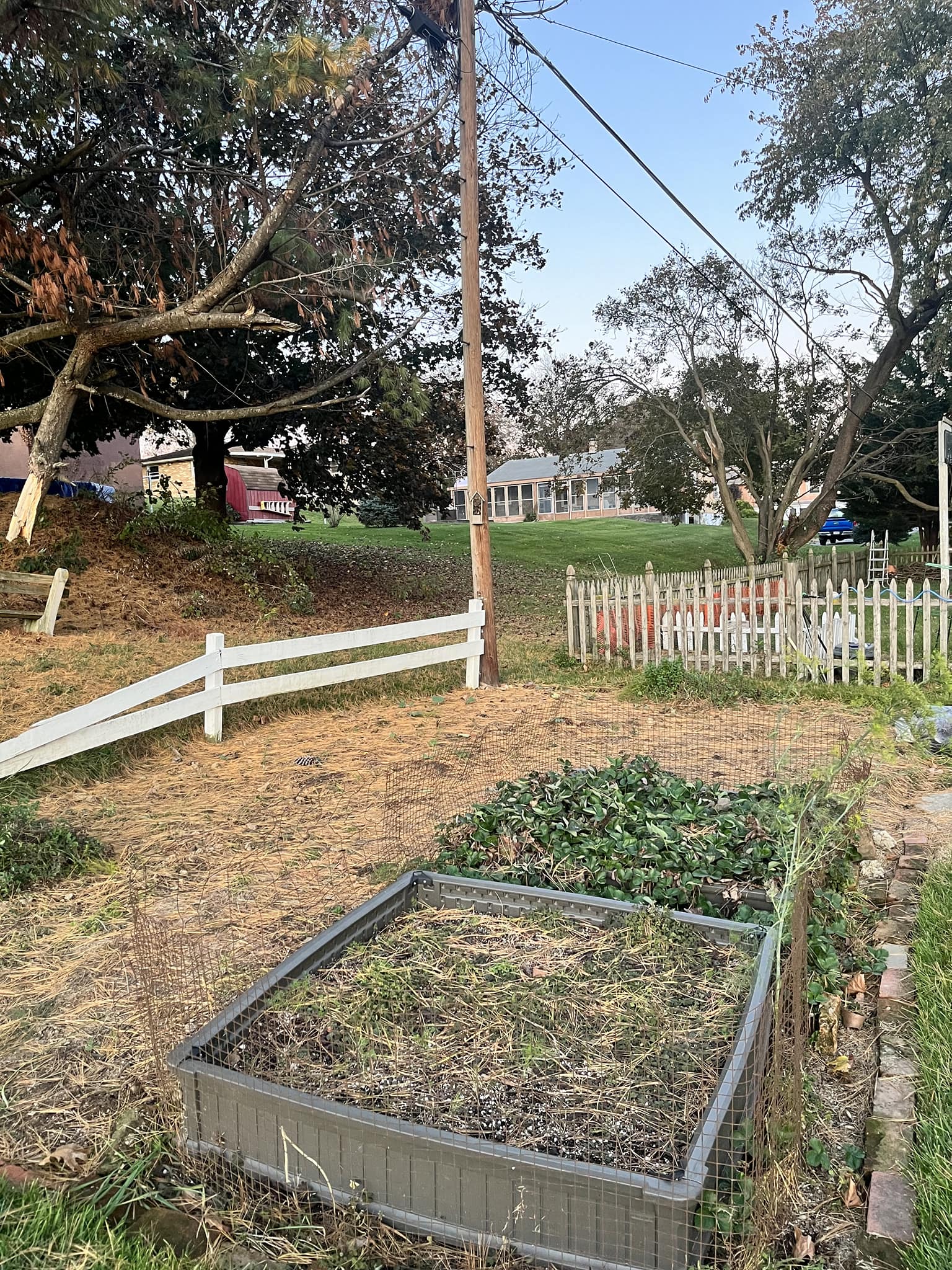 Are white pine needles helpful or harmful to vegetable garden soil?