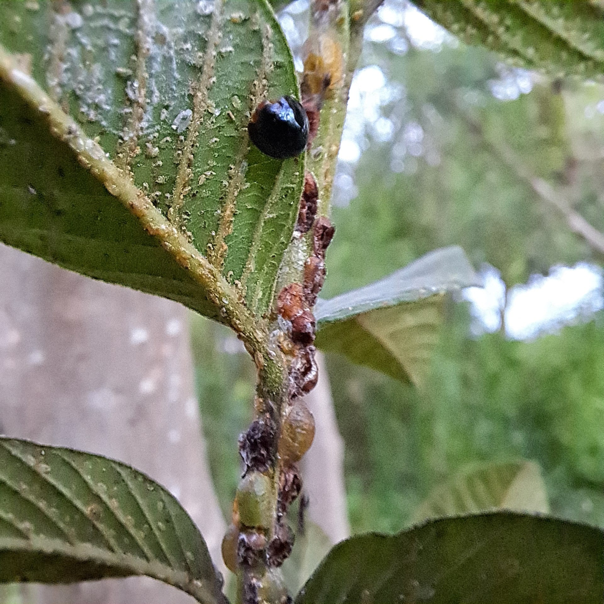 Barbados Photographic Society | Ladybug and the scale insects it feeds ...