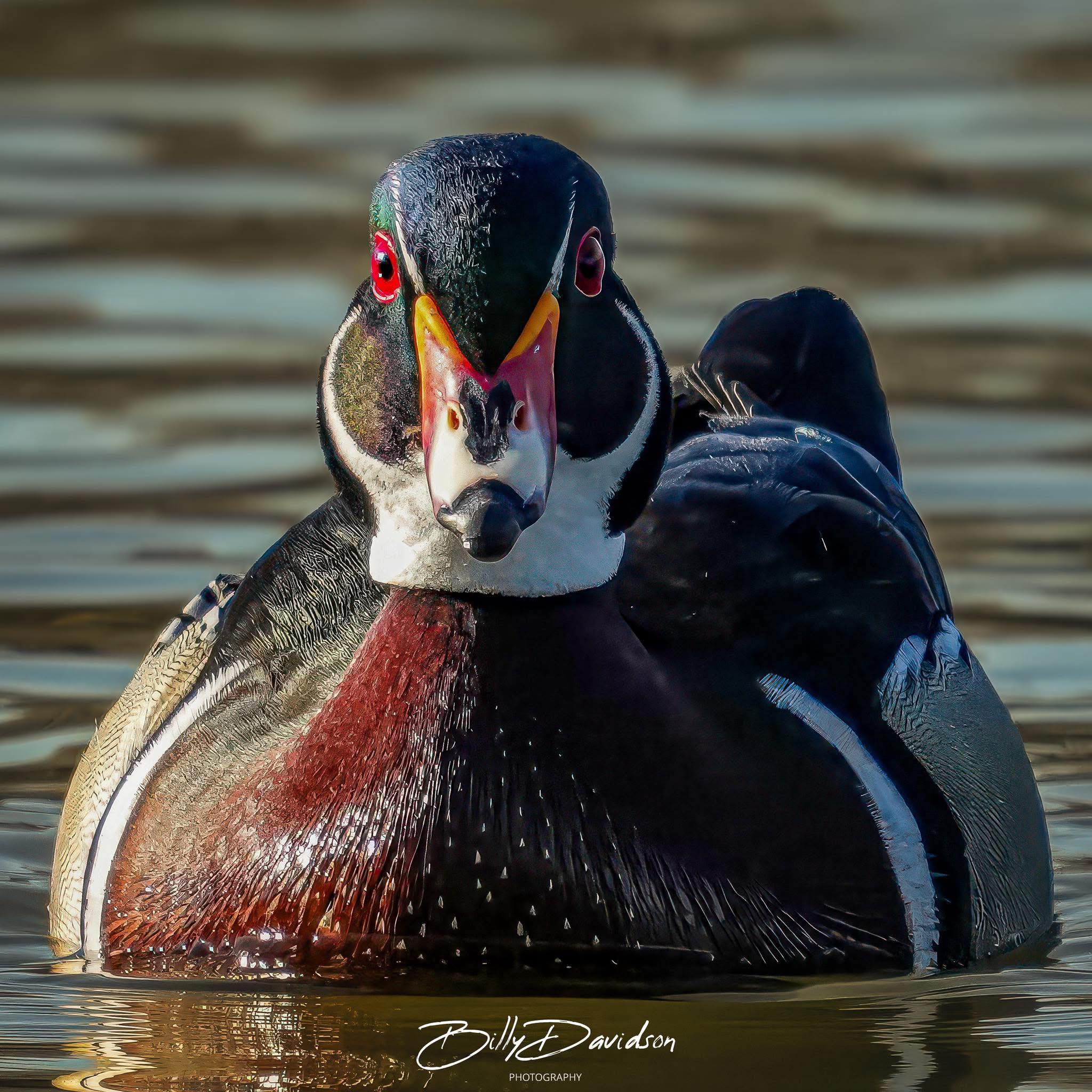 Best wood duck drake photo