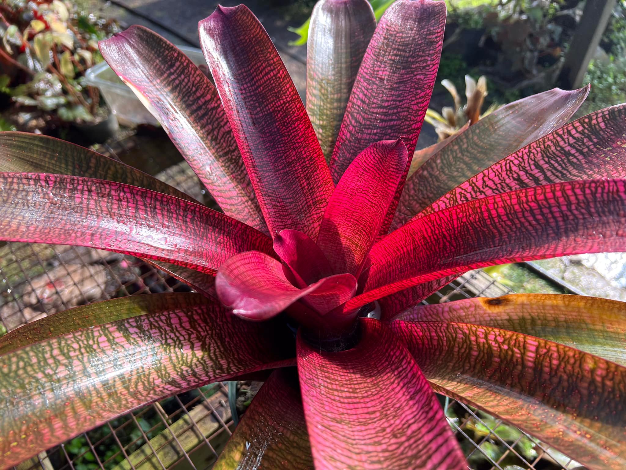 ブロメリア・エアープランツ Vriesea Dream Catcher x Hawaian Ruby David Shiigi's Hawaiian Ruby glowing in the greenhouse today.