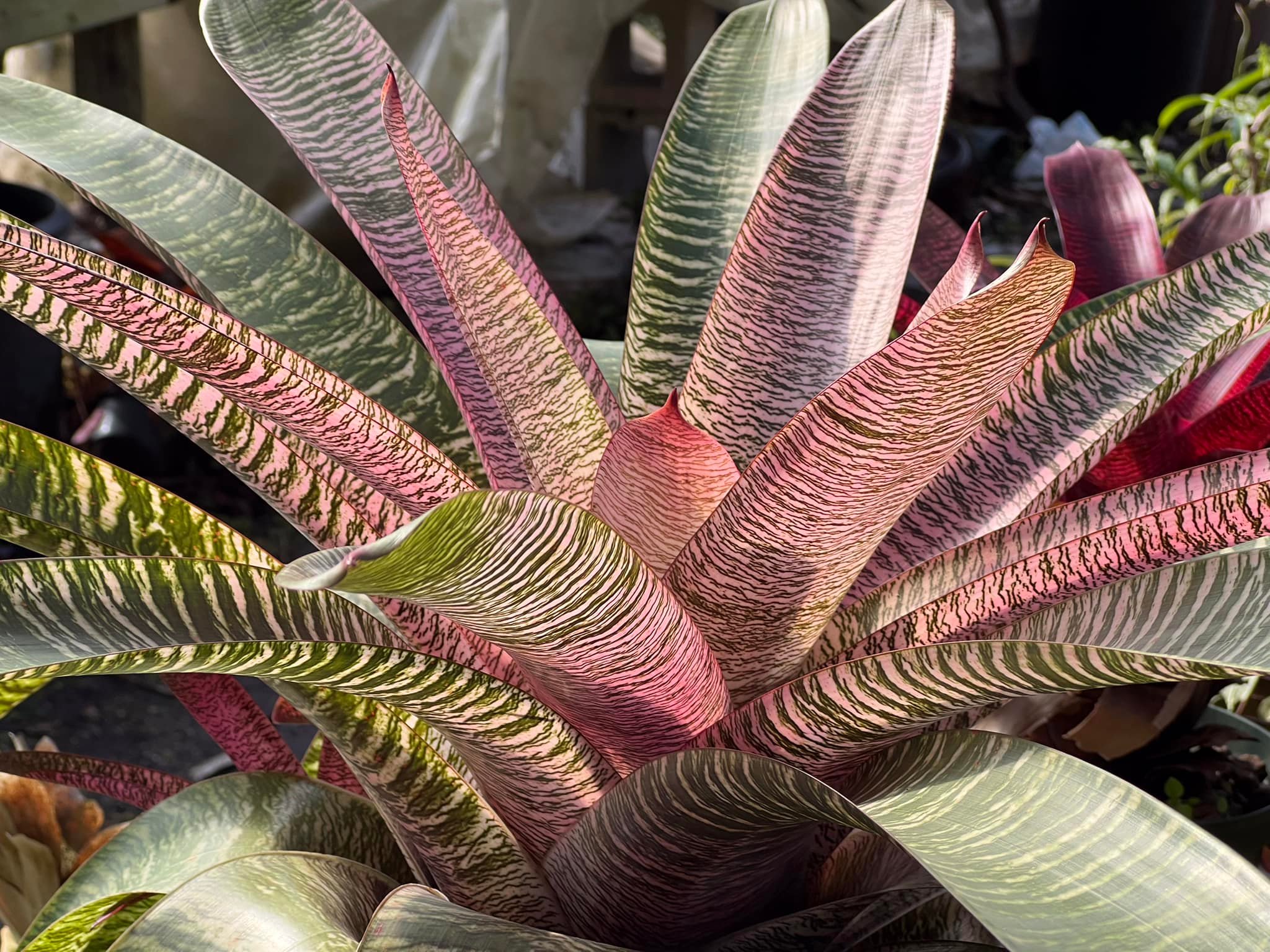 Vriesea ( Moon Tiger x Hawaiian Ruby) seed grown