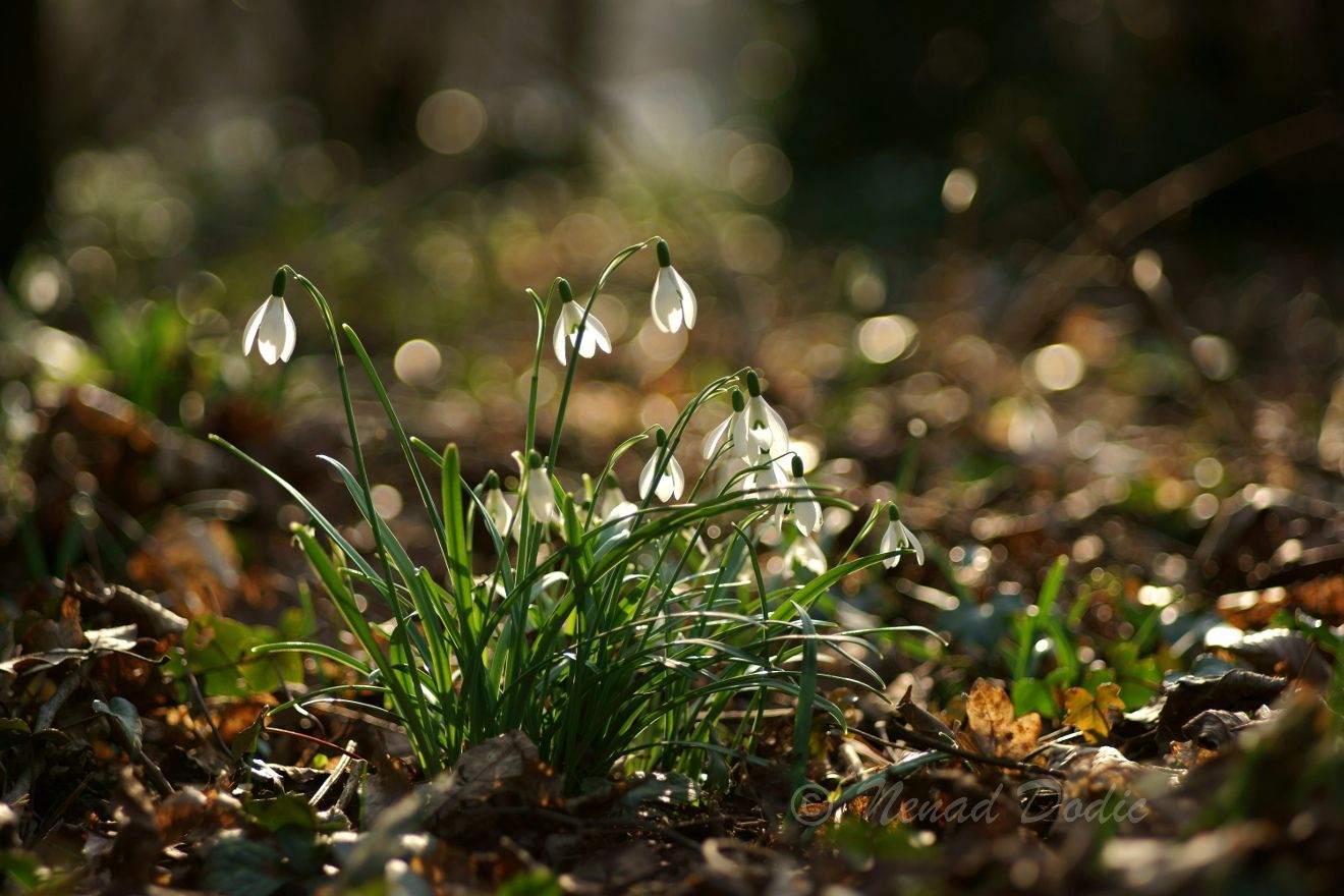 Fuji Fujinon EBC 100mm f2.8 on Sony A7. Sharp wide open like a