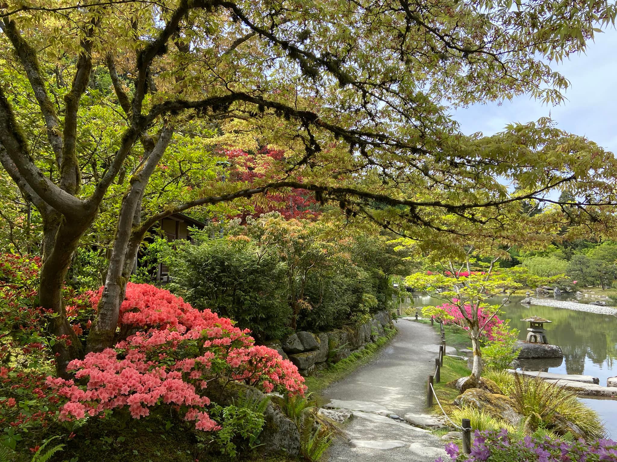 Another shot from the Seattle Japanese Garden!