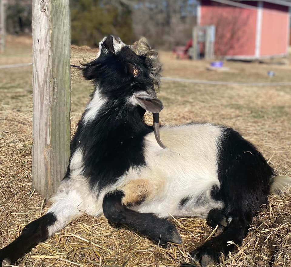 Oreo the goat's social media potential