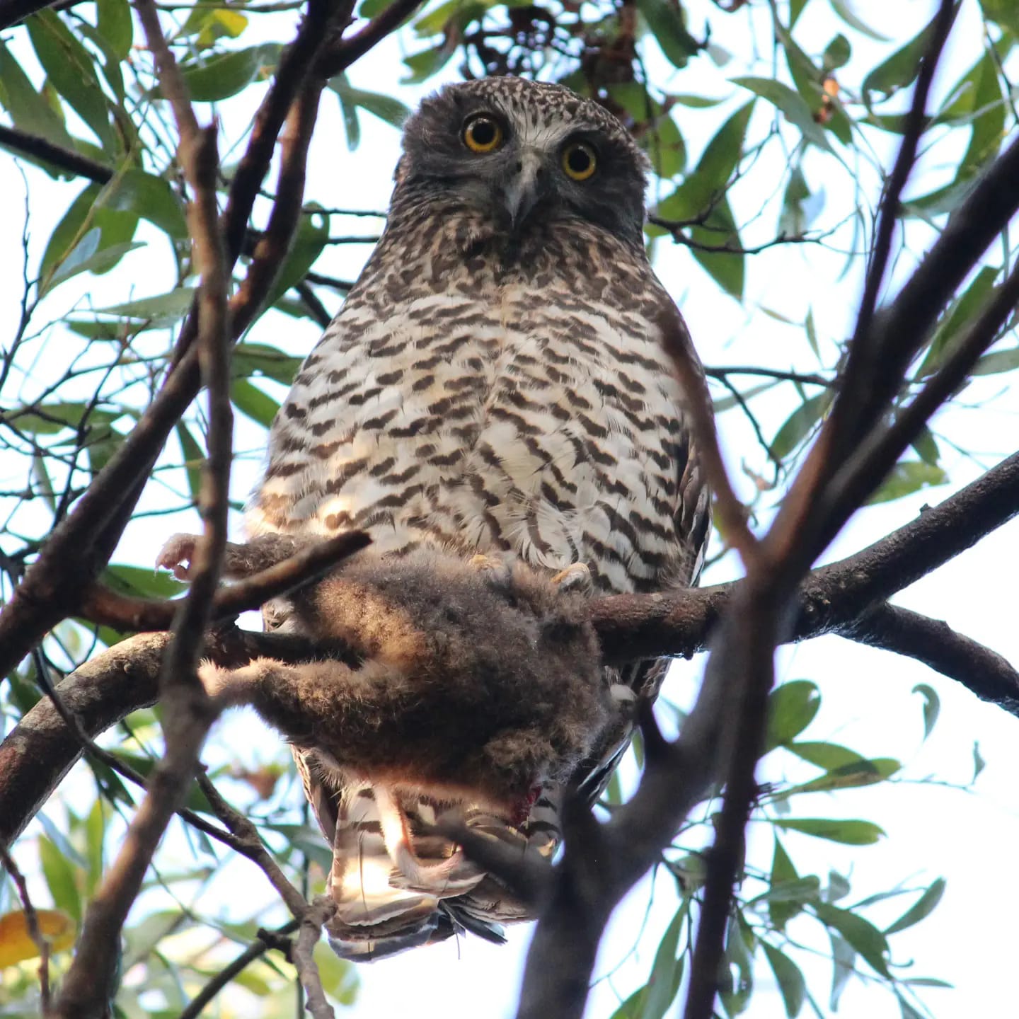 Australian Raptors