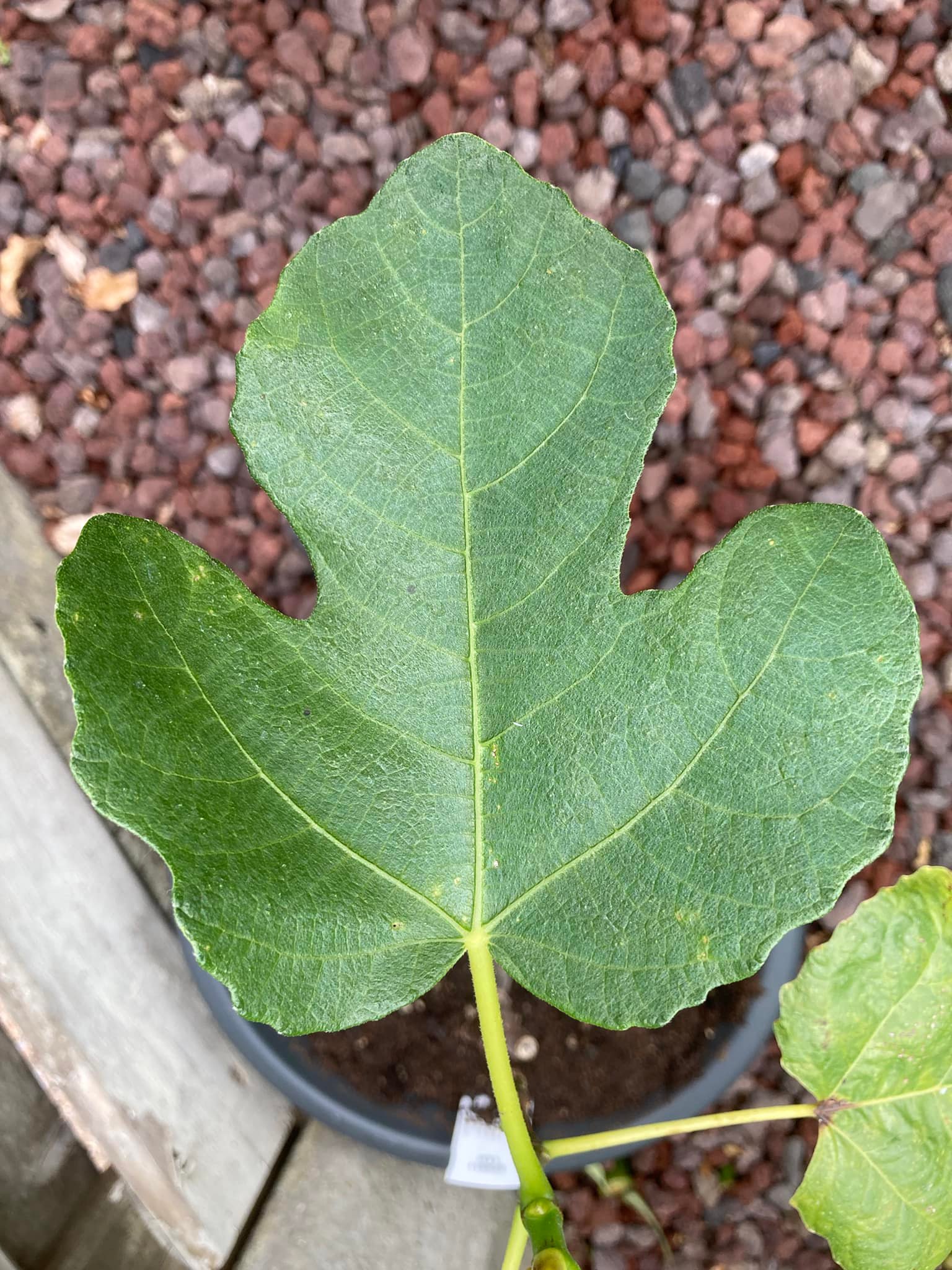 Identify real lungo del portogallo fig plant