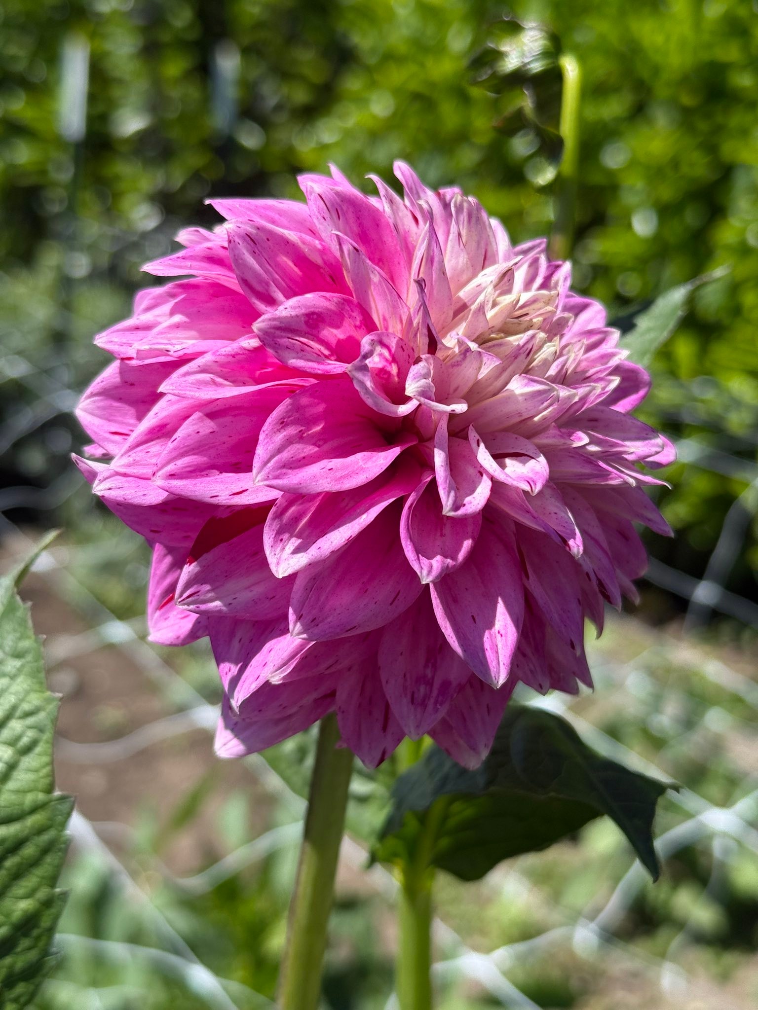 New introduction of hollyhill razzberry dahlia in 2025