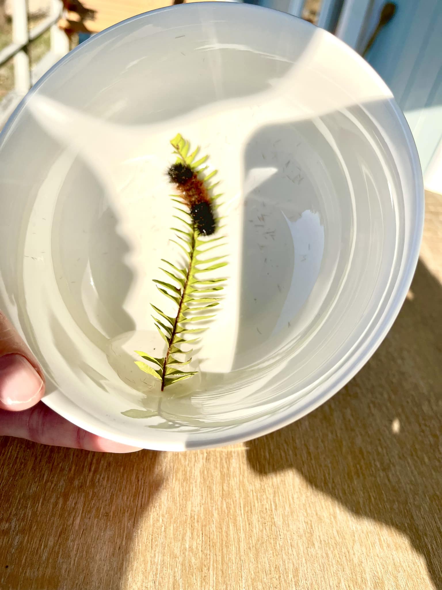 Look at this little guy! His name is Yukimushi 雪虫, which