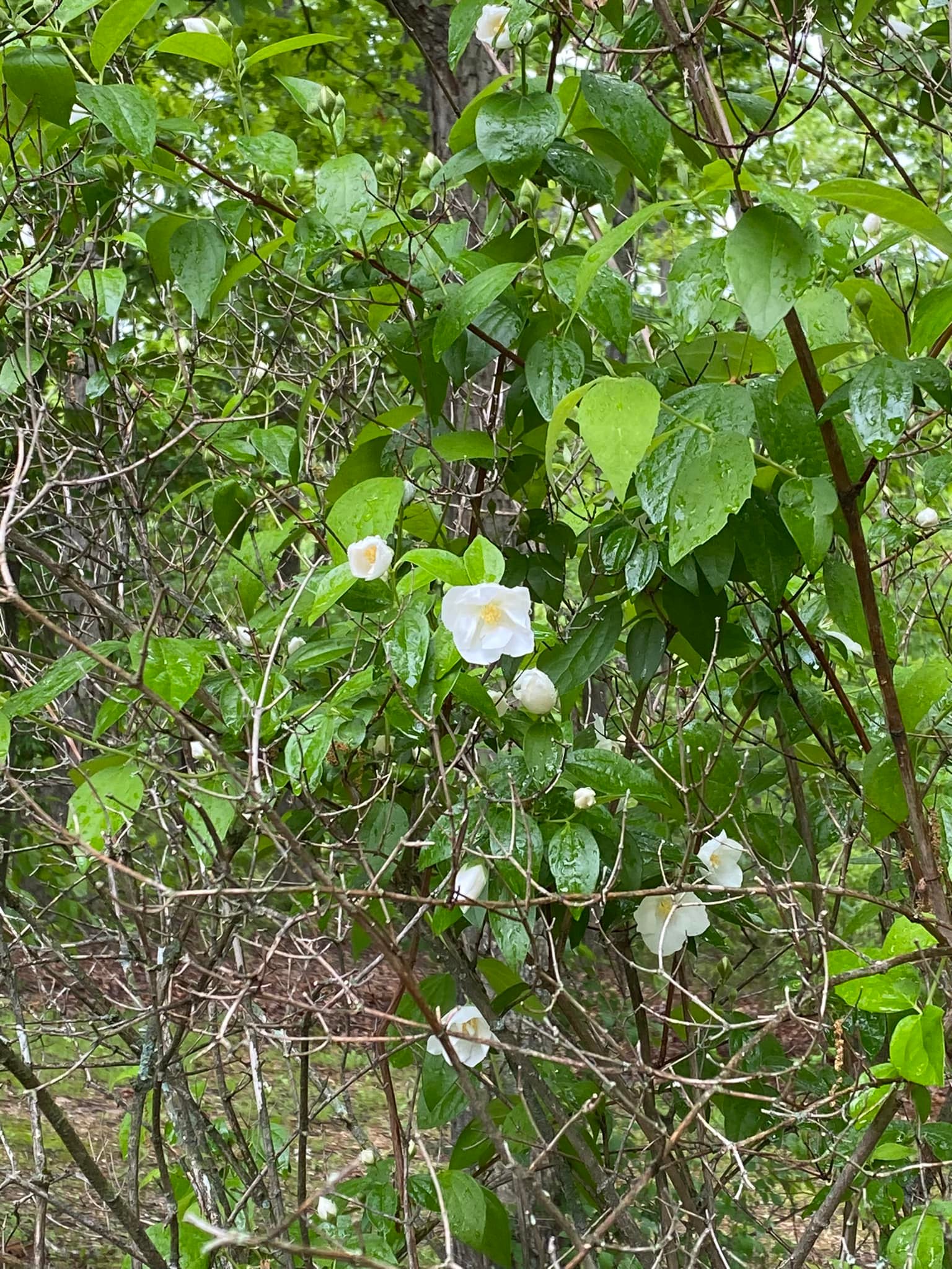 vintage an・an no.33 Discovery of Mock Orange Bush in Vintage Garden