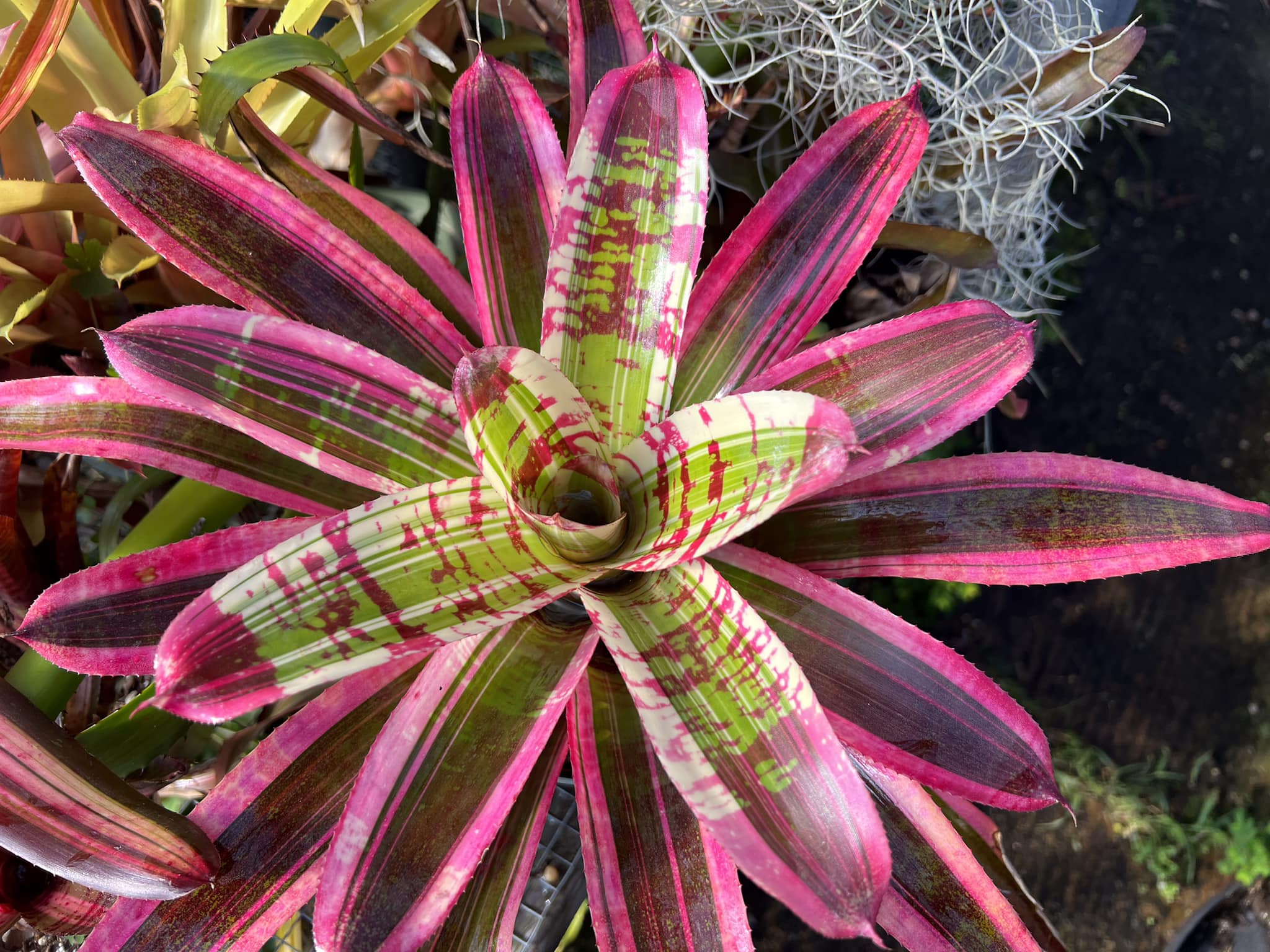 ZZ ピンク 斑入り 発芽済み 新芽付き Neo pinata bromeliad hybrid by Lisa Vinzant