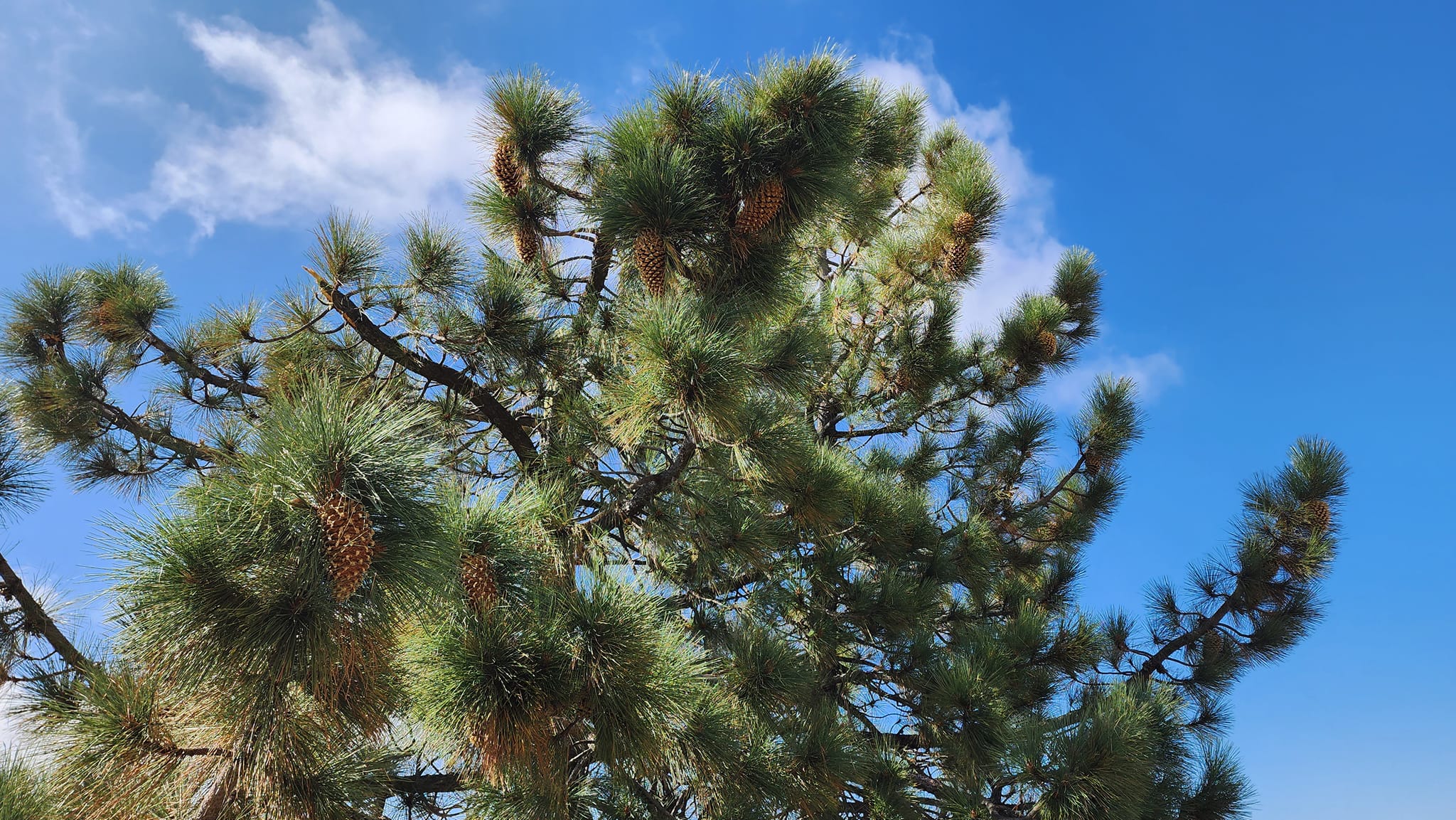 Énorme Cône De Pin California Mountain Coulter Pine – 13-14 Pouces – Naturel – Neuf