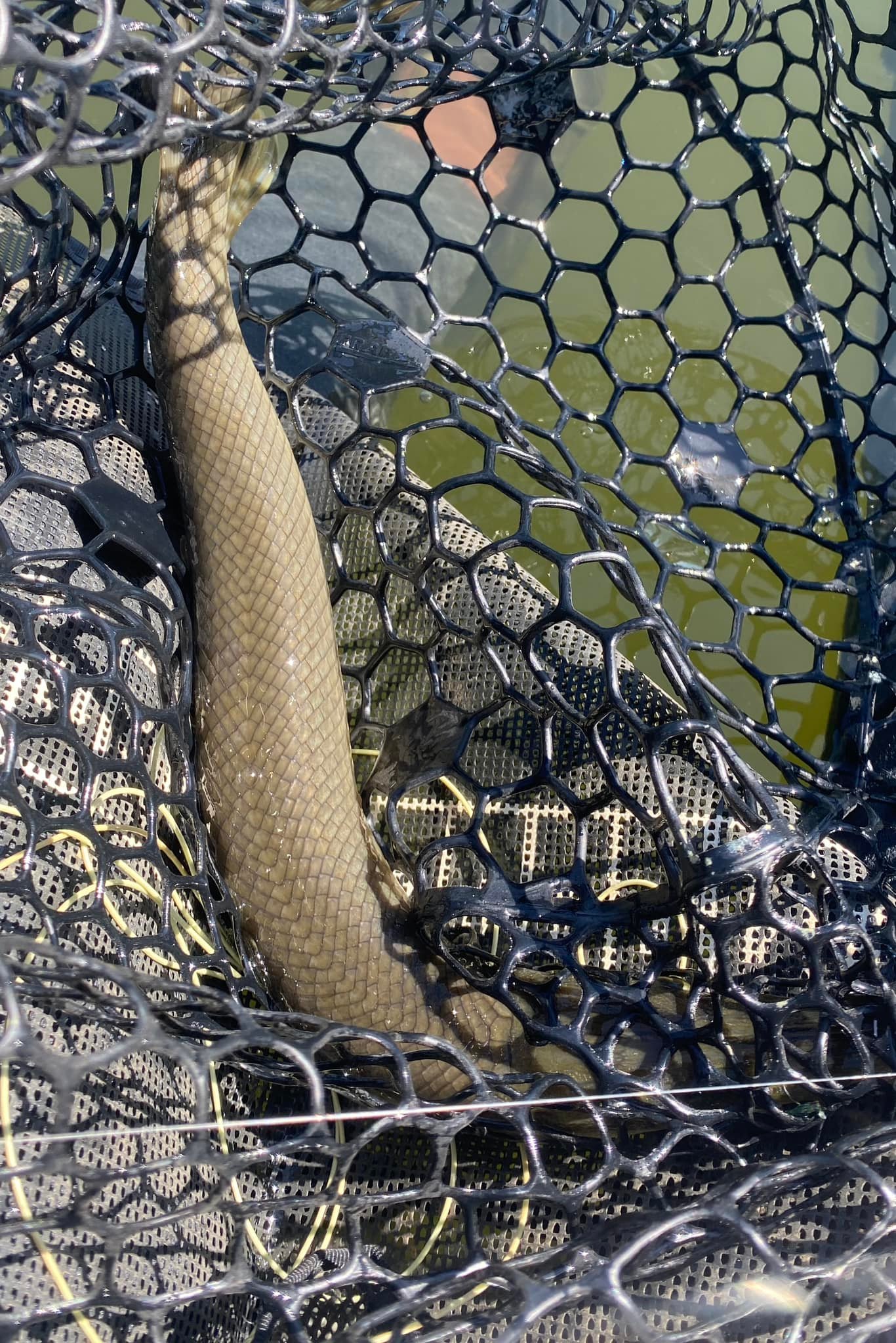 bass lasso fishing net JOTOUCH Fly Fish Landing Net, Trout Net Soft Rubber Mesh Catch Release Net(Black) : Sports & Outdoors Hook friendly dipped PLUSINNO Fly Fishing Net with