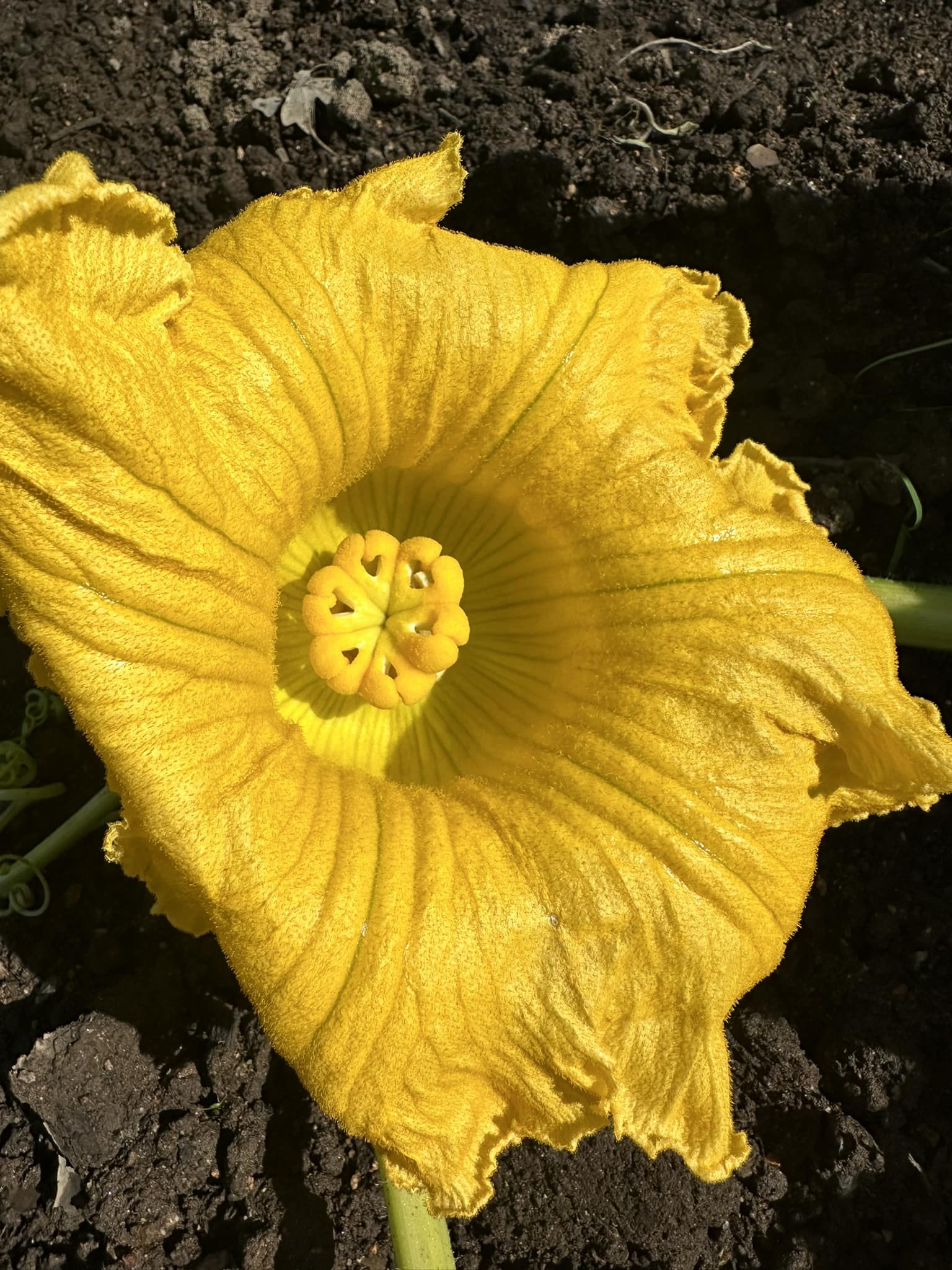 What does a 6 lobe flower on a pumpkin plant mean?