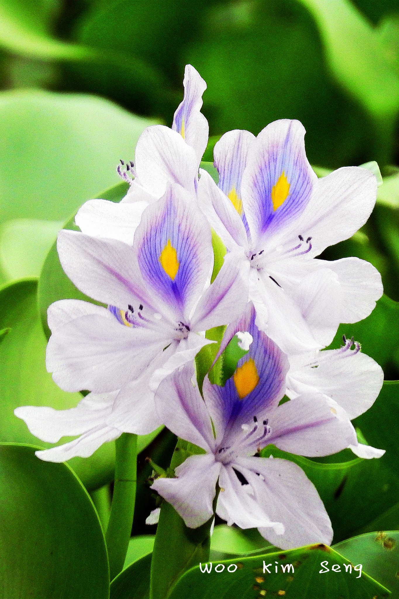 Common water hyacinth plant species