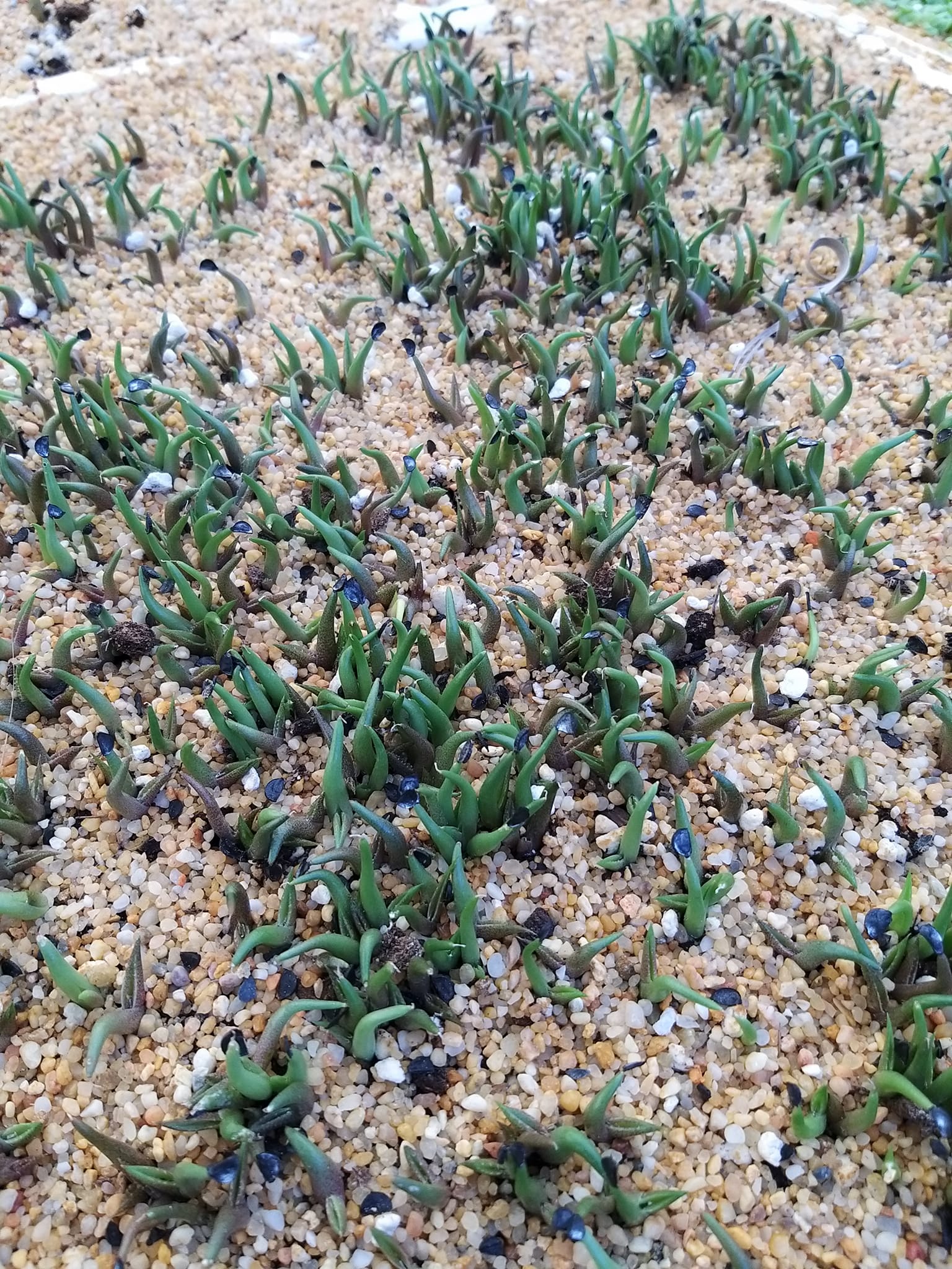 Growing agave oteroi from seeds in Japan