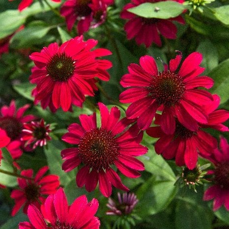 Echinacea Baja Burgundy | Bluestone Perennials