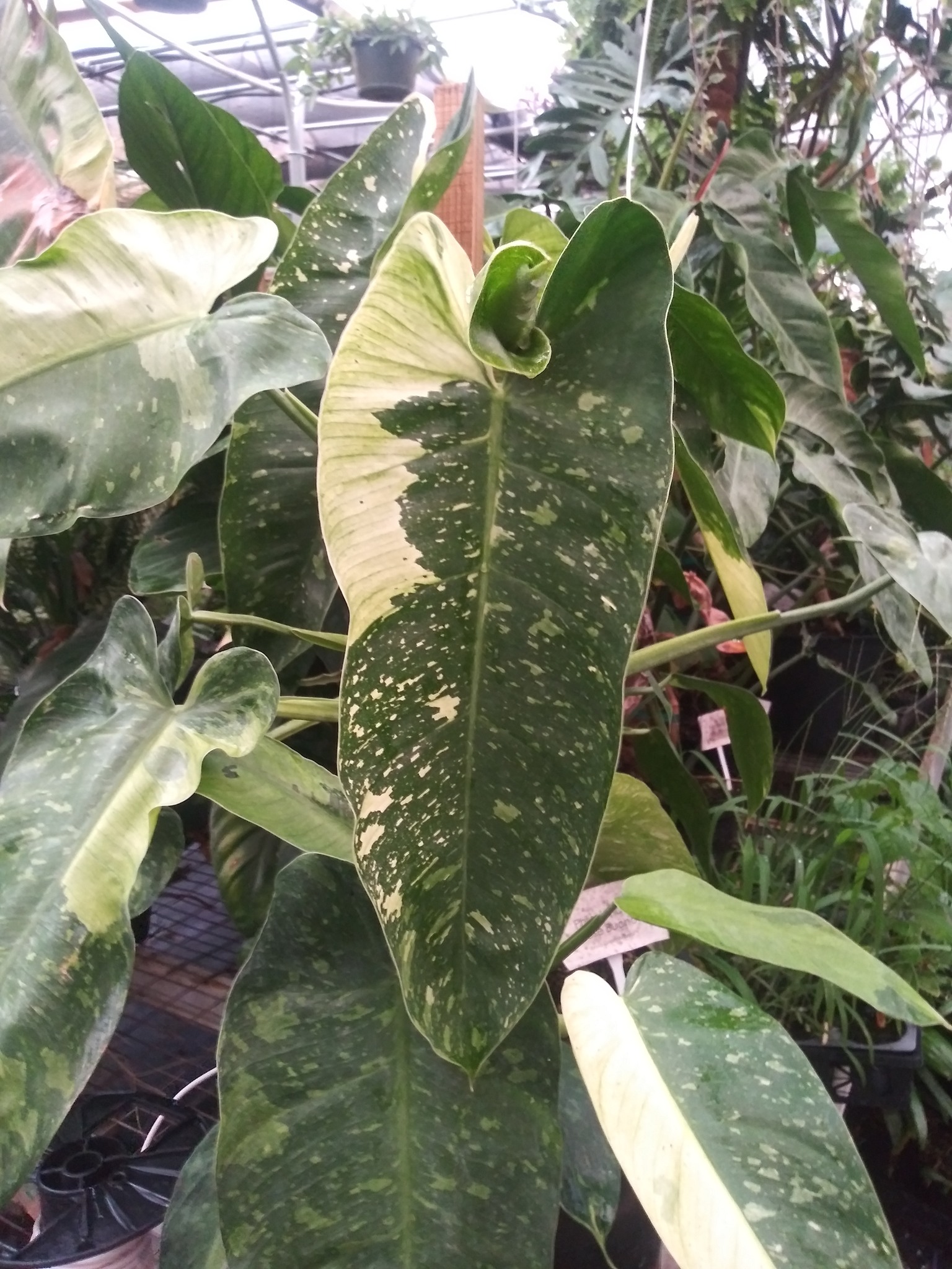 Farmer Joe Plants Wholesale