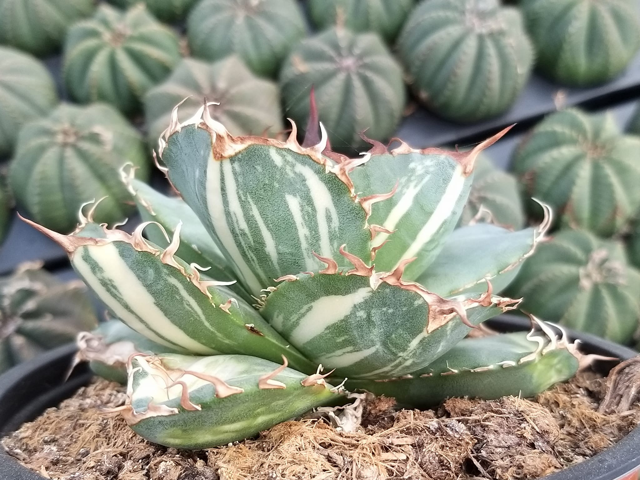 Agave titanota 'Juggernaut' x titanota FO76 variegated.