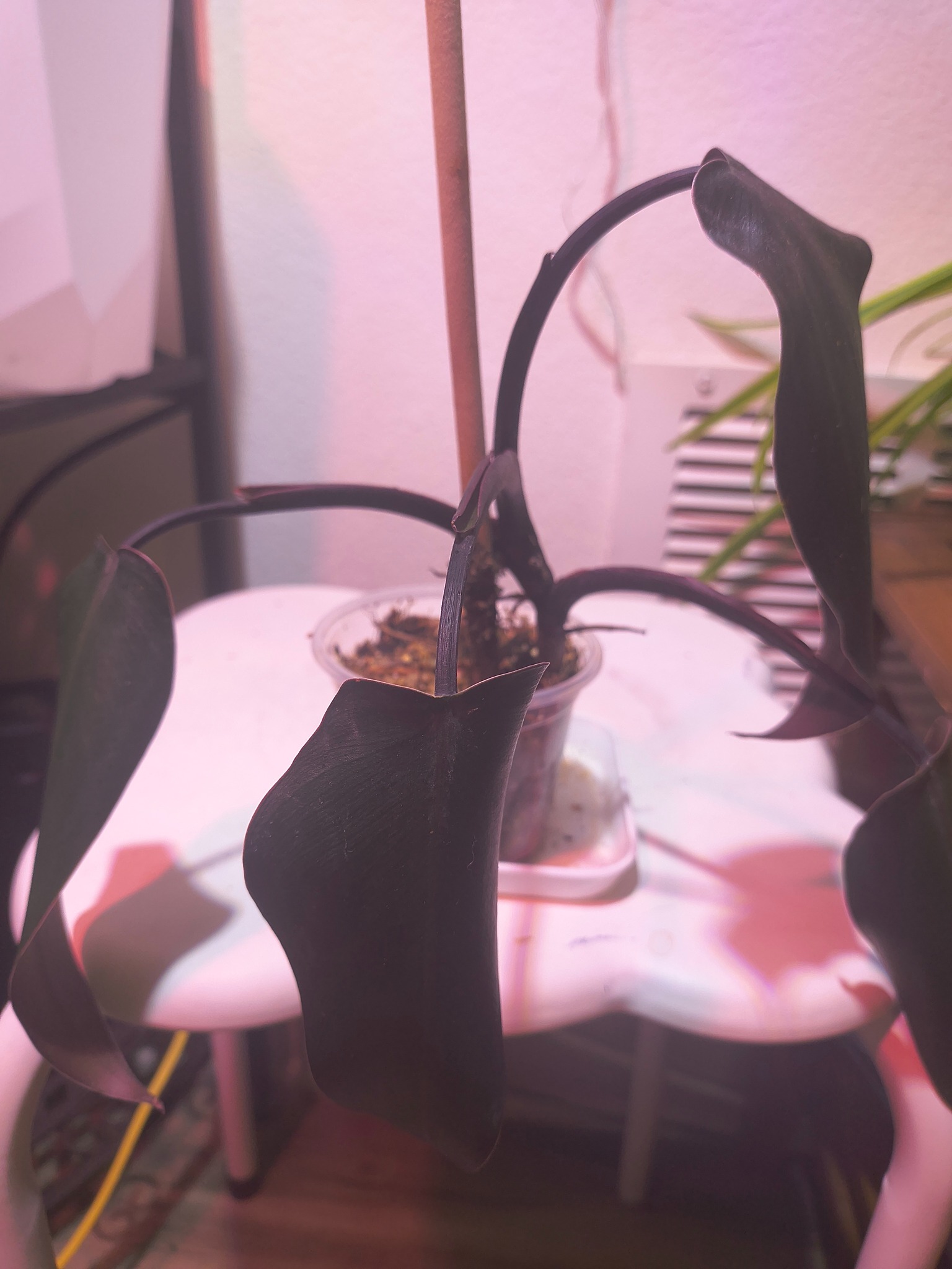 How to save a black majesty plant with mold and root issues?
