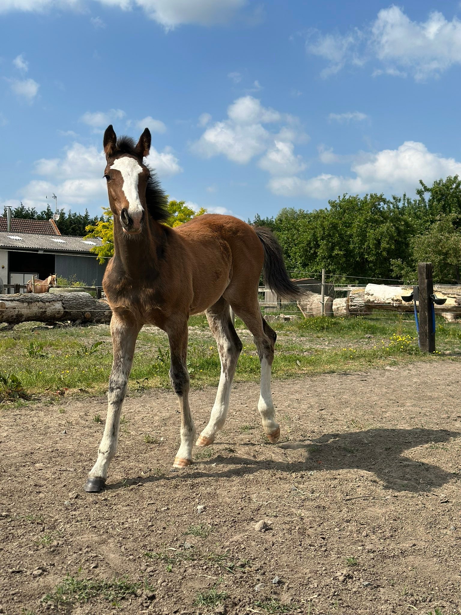 JOURNÉE NATIONALE du chevalle plus rapide Standardbred de l