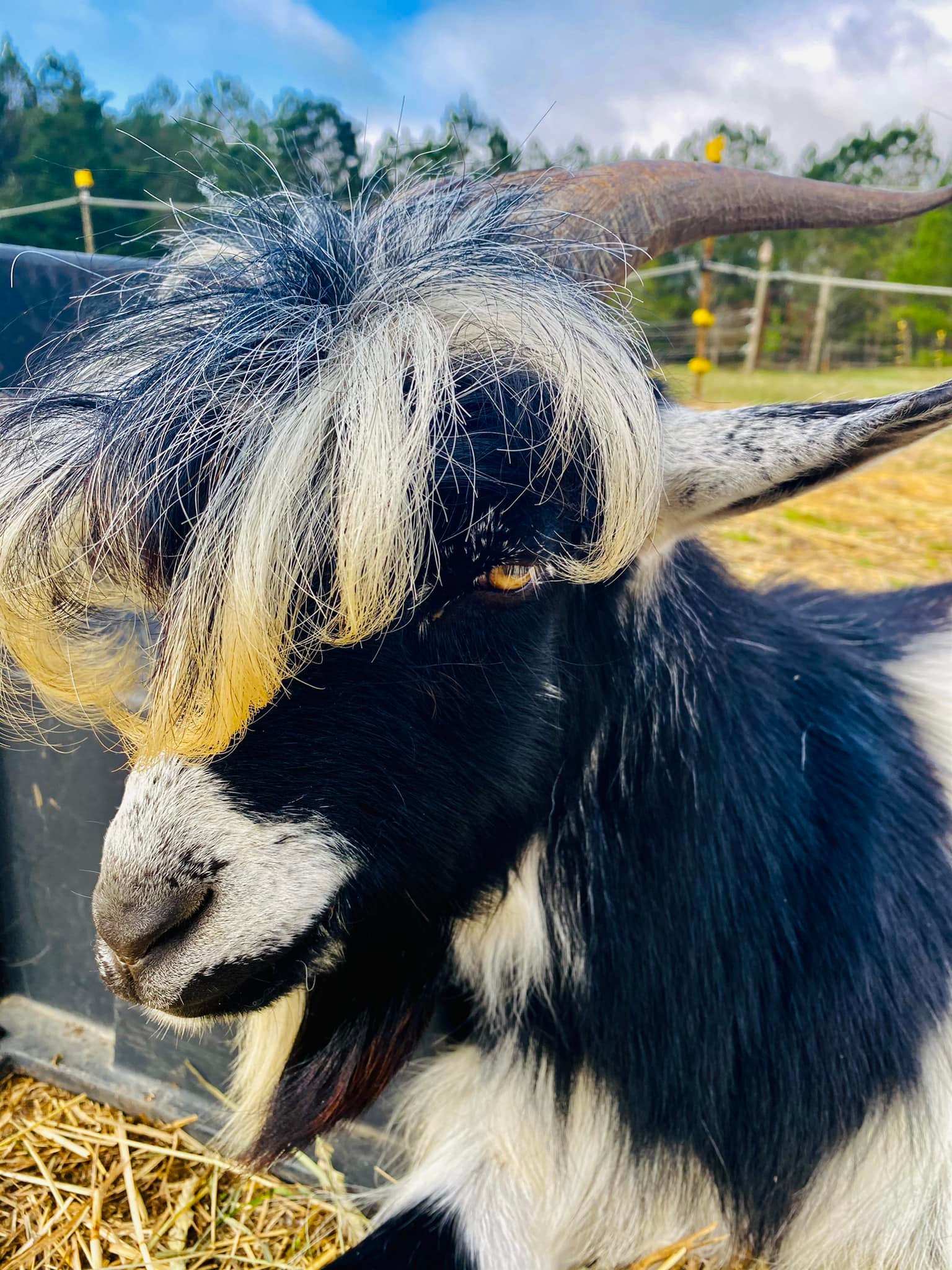 Oreo's naturally sexy and funky goat hair