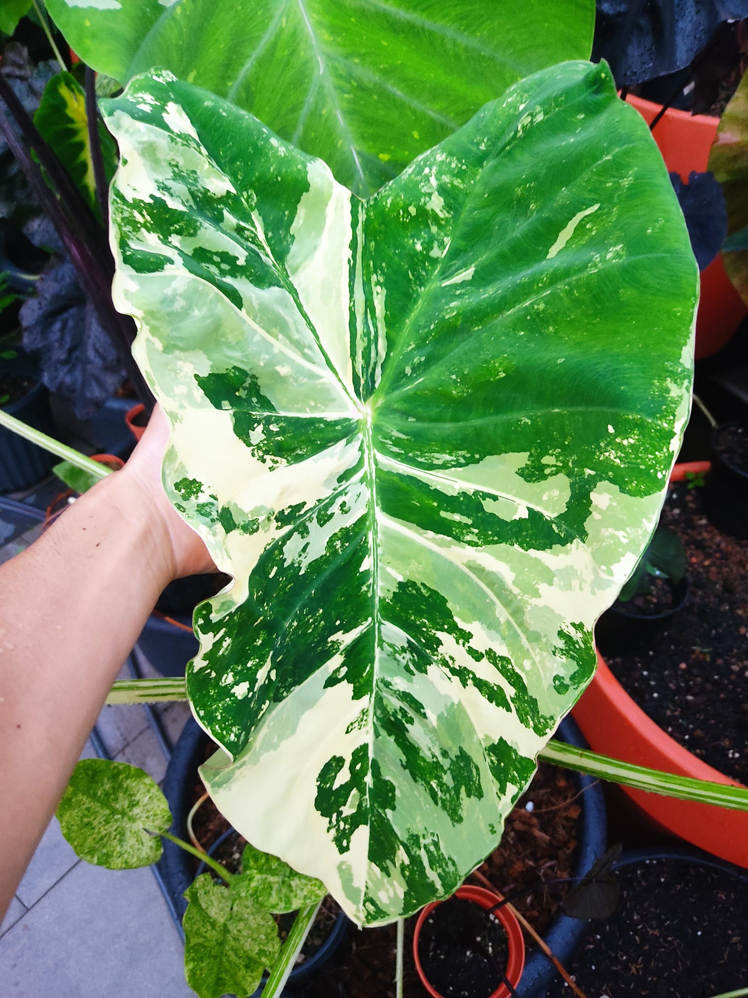 Colocasia hybrids and Alocasia cucullata 