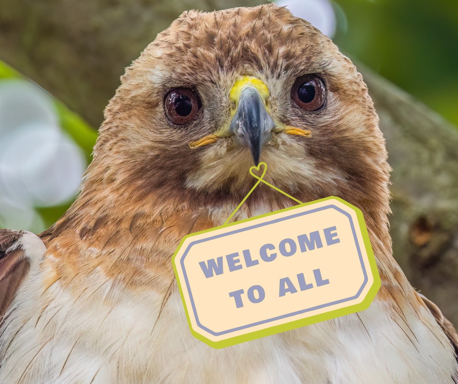 Hawkeye - The Red Tailed Hawk | Welcome to the group everyone | Facebook
