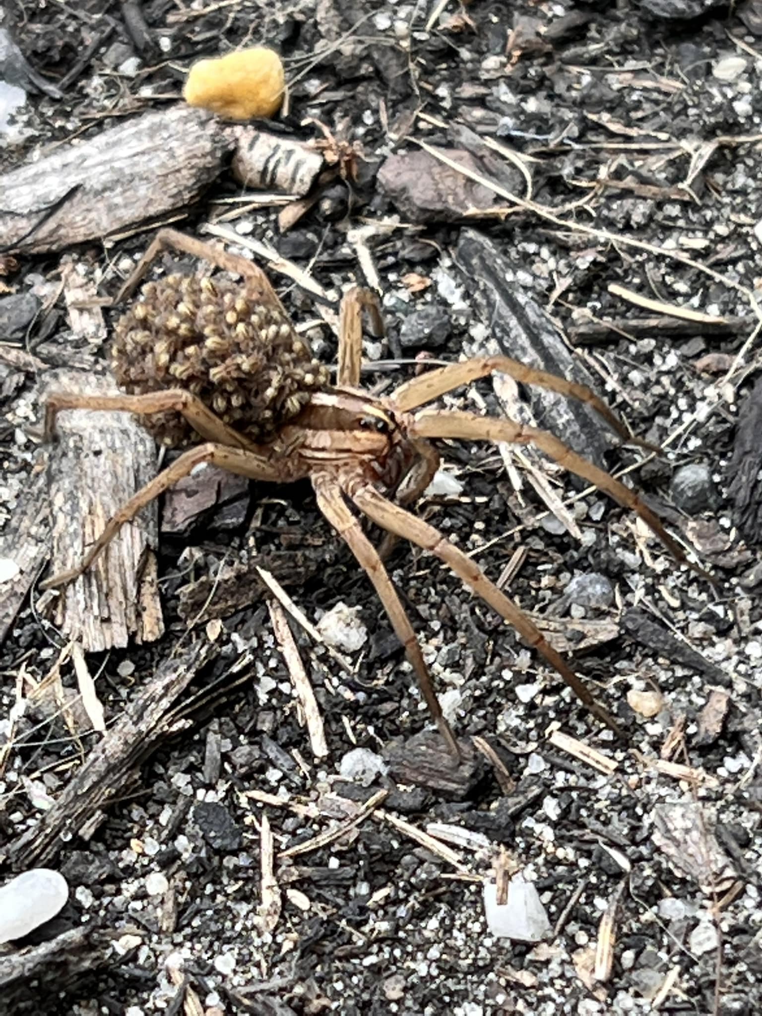 What is a pine barrens spider cricket?