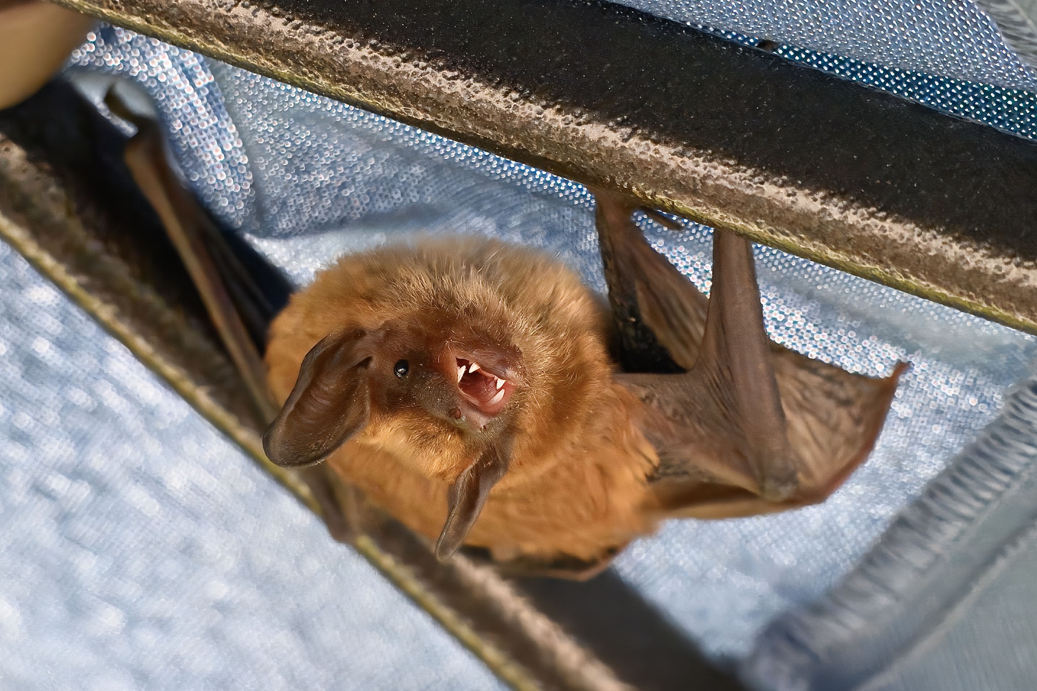 bat living in my patio umbrella Lace Parasol Big brown bat found in