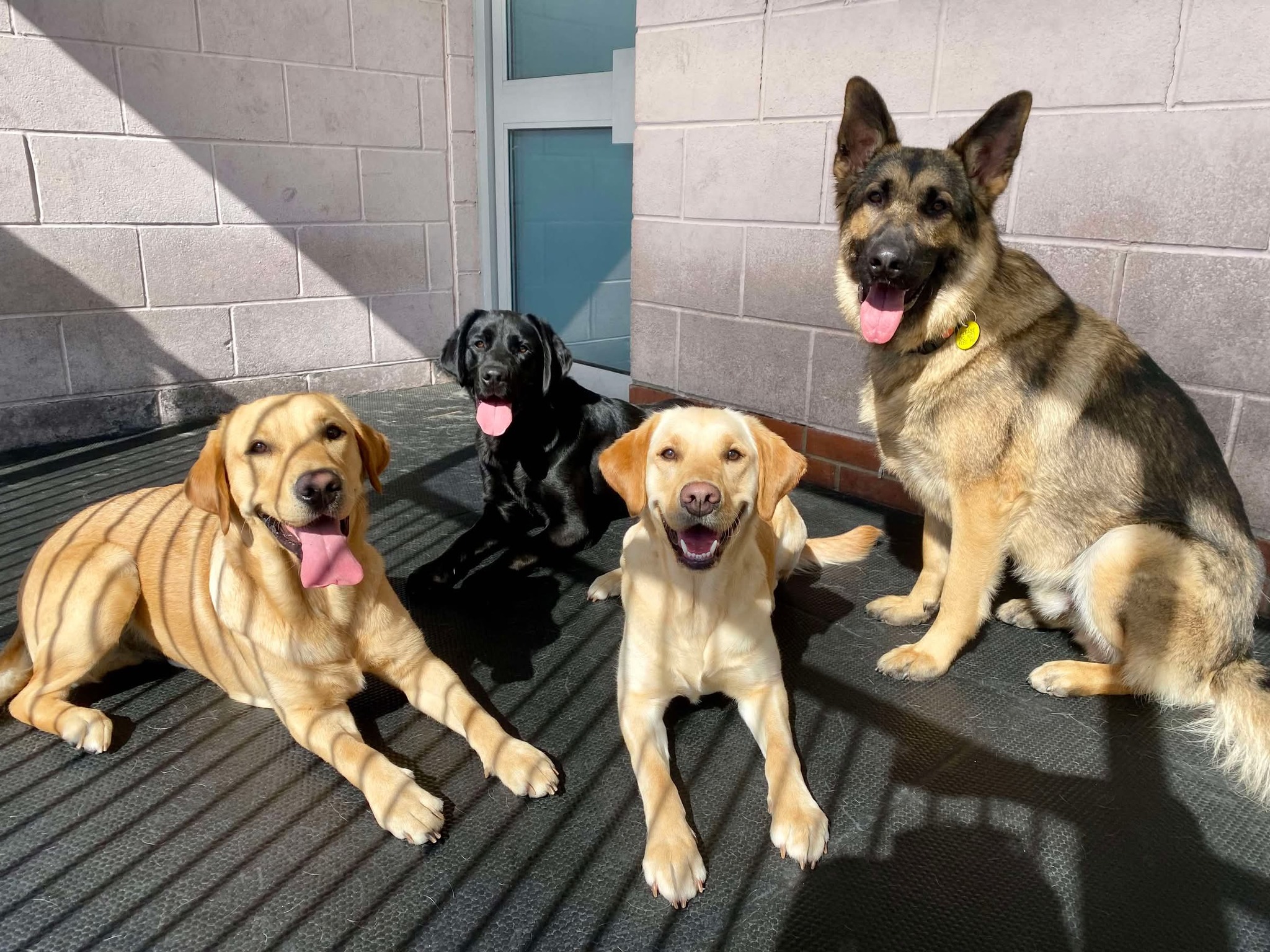 Guide Dogs Scotland | Forfar