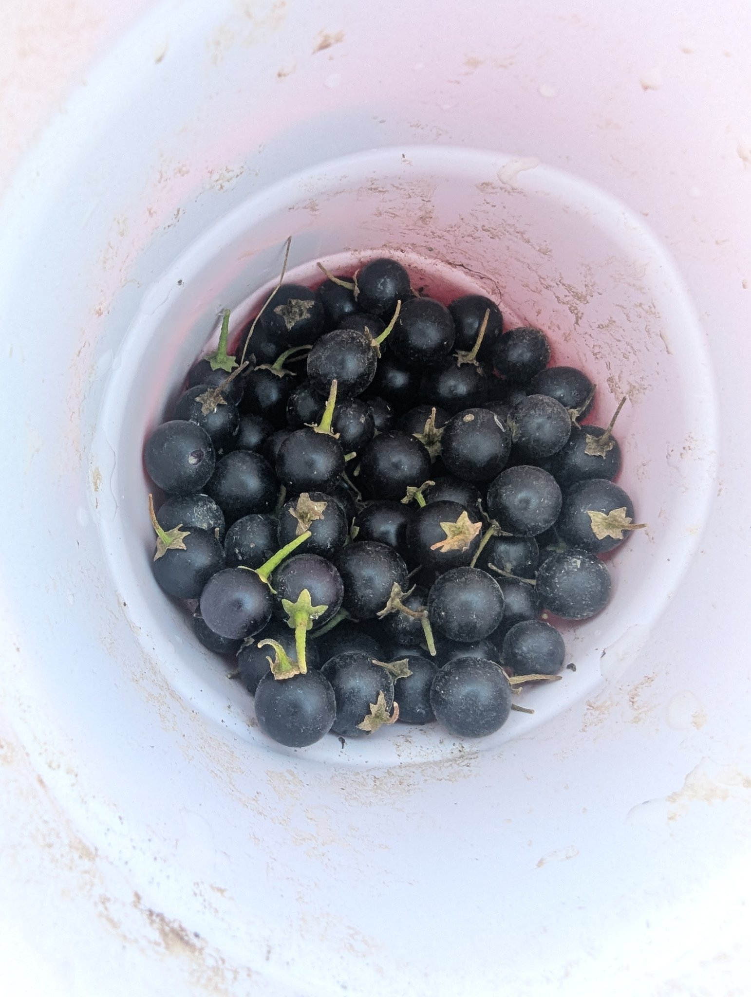 What is the purple berry plant in my zone 6b garden?